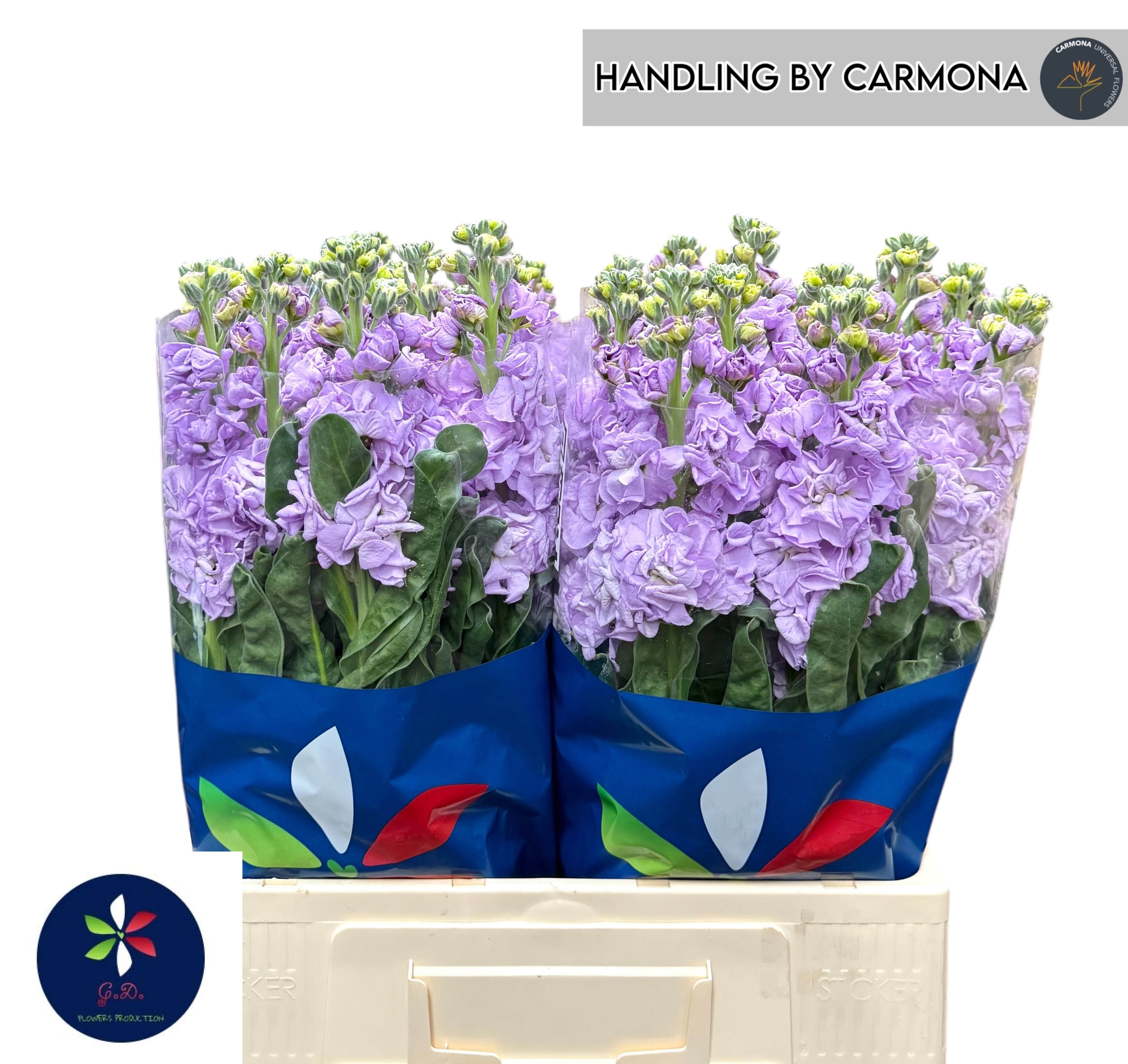 Matthiola Iron Marine 60cm