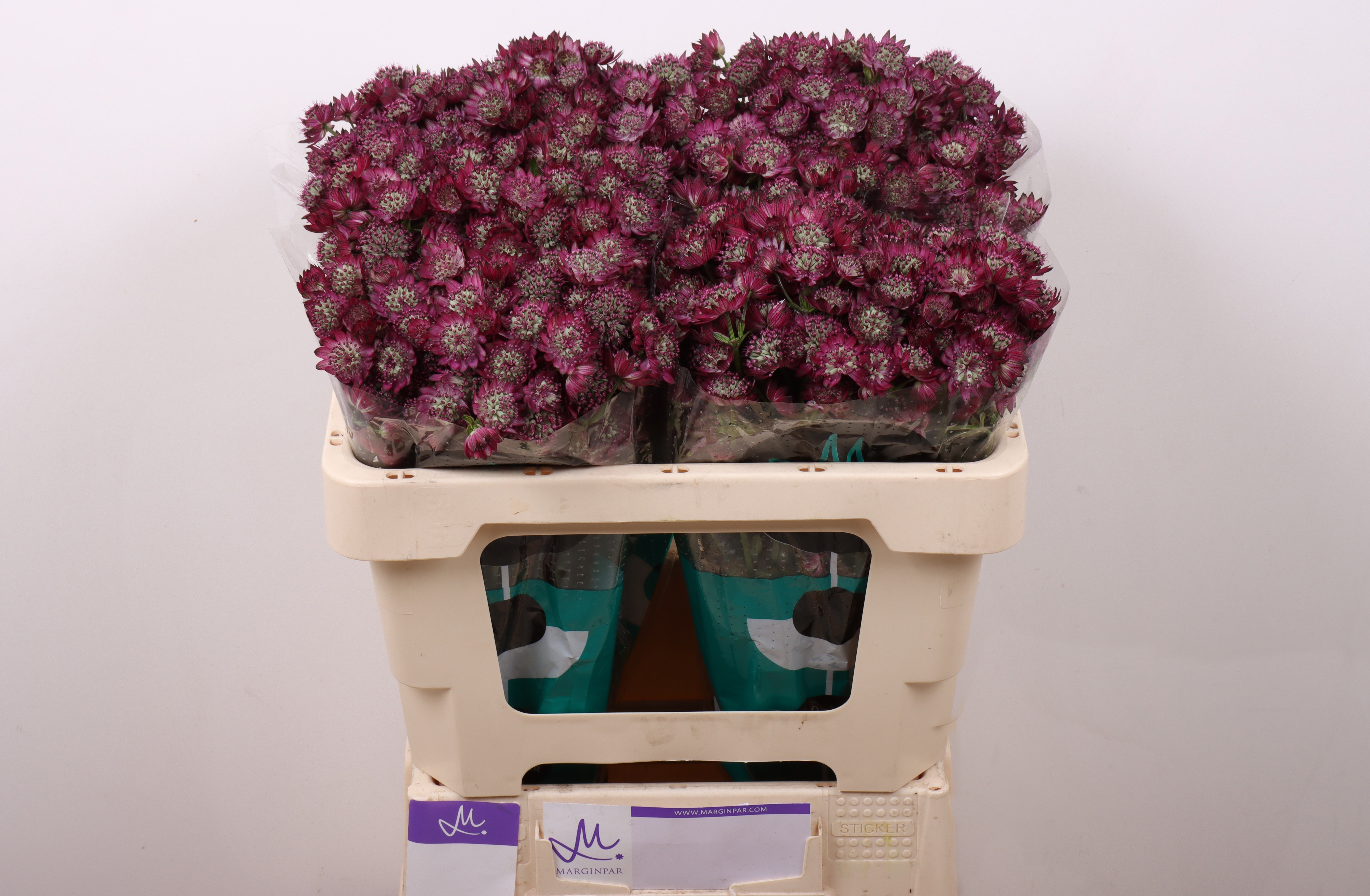 Astr Star Of Joy 50cm