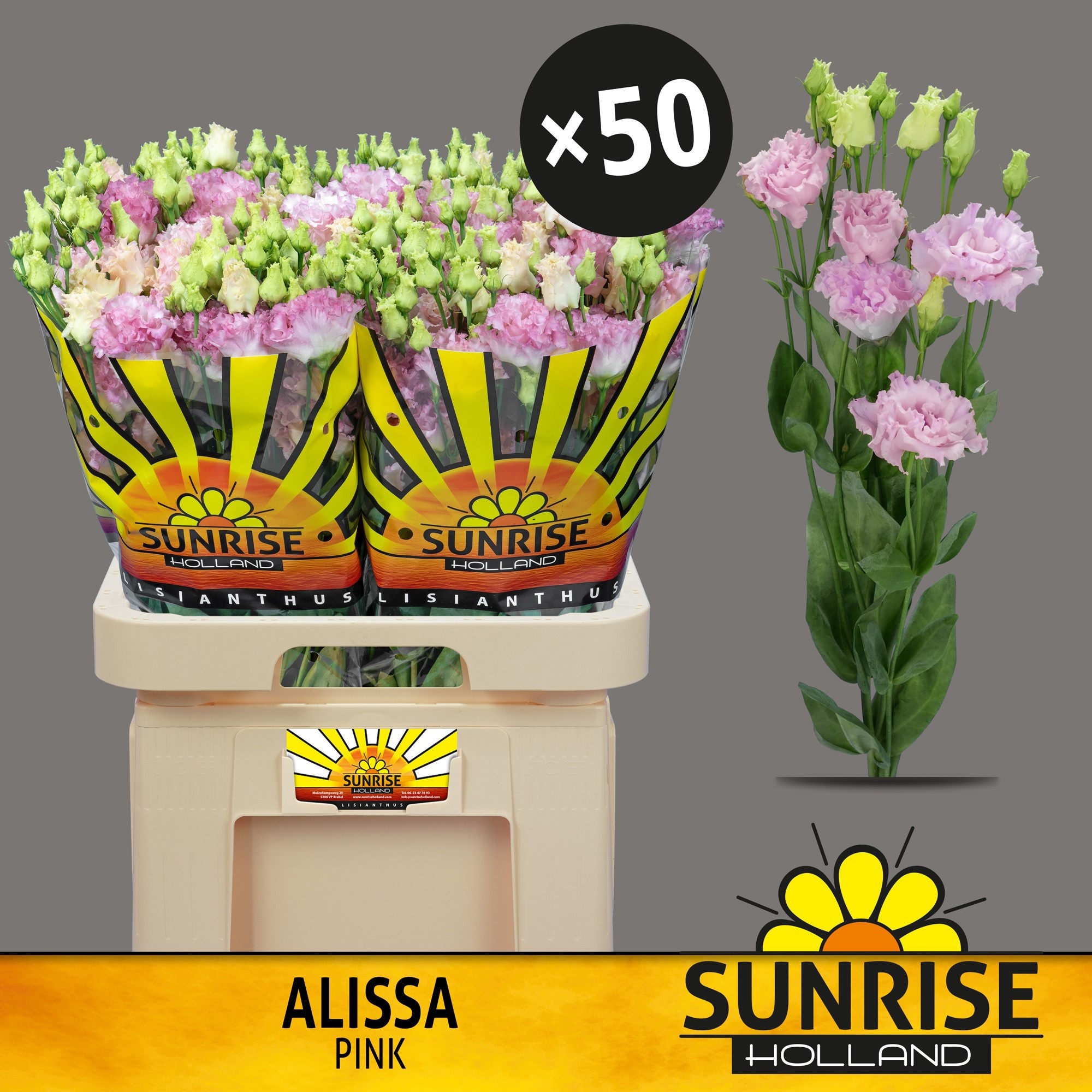 Eus G Alissa Pink