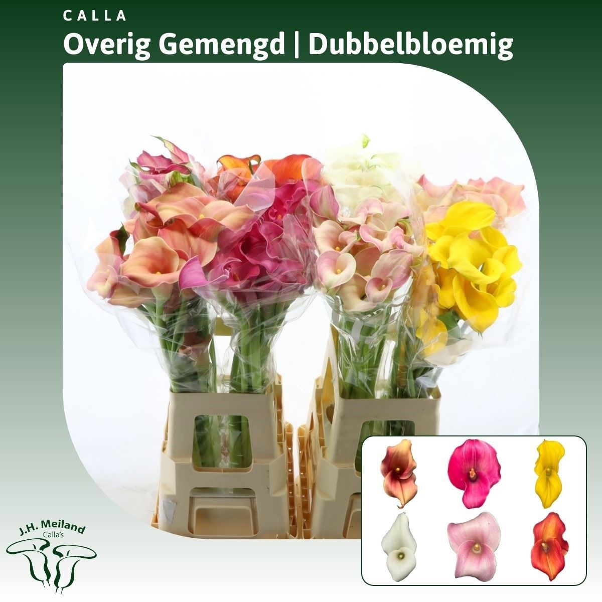 Calla Assorted 70cm