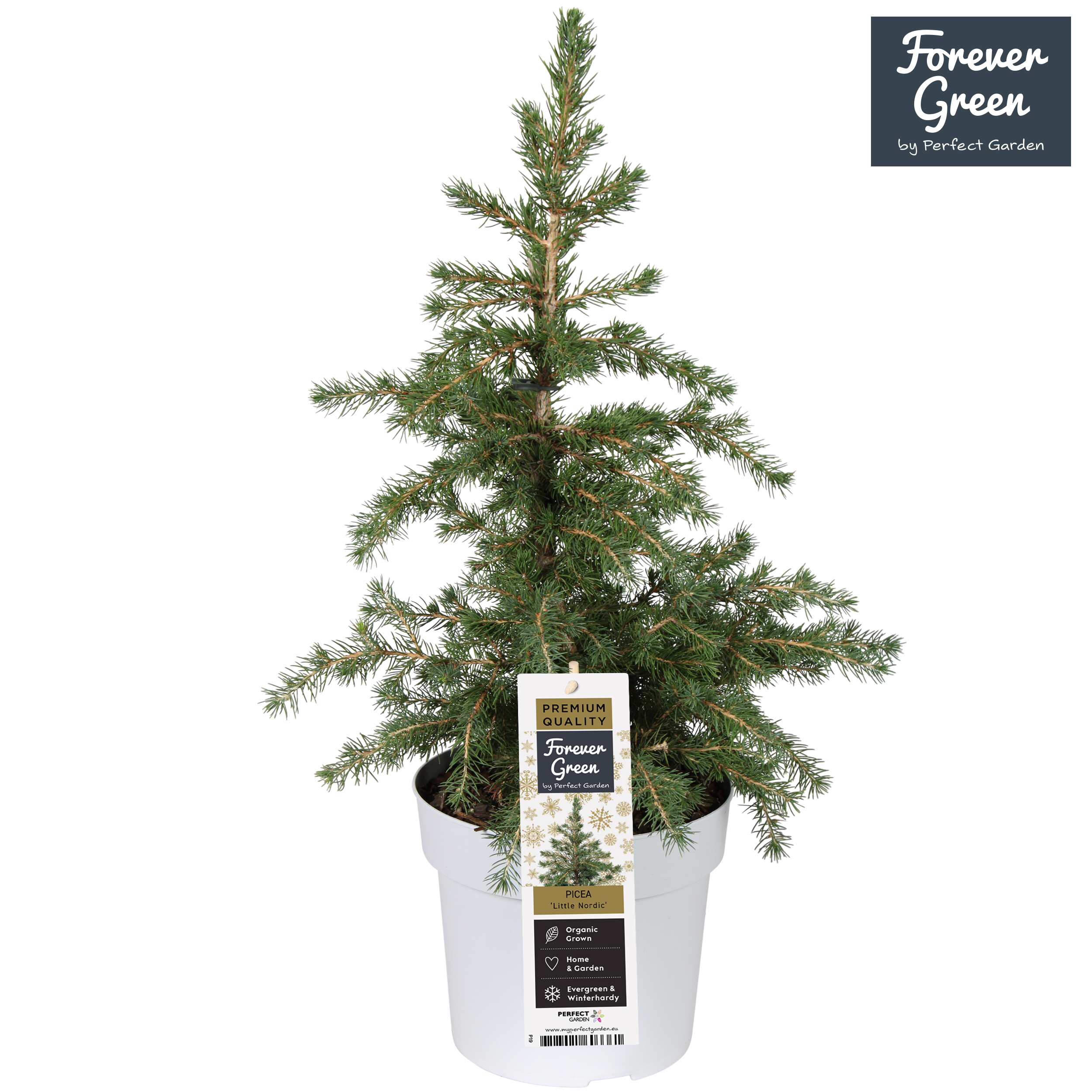 Picture of Picea glauca Little Nordic WK40 P19 (3 Ltr) (LOOSE)