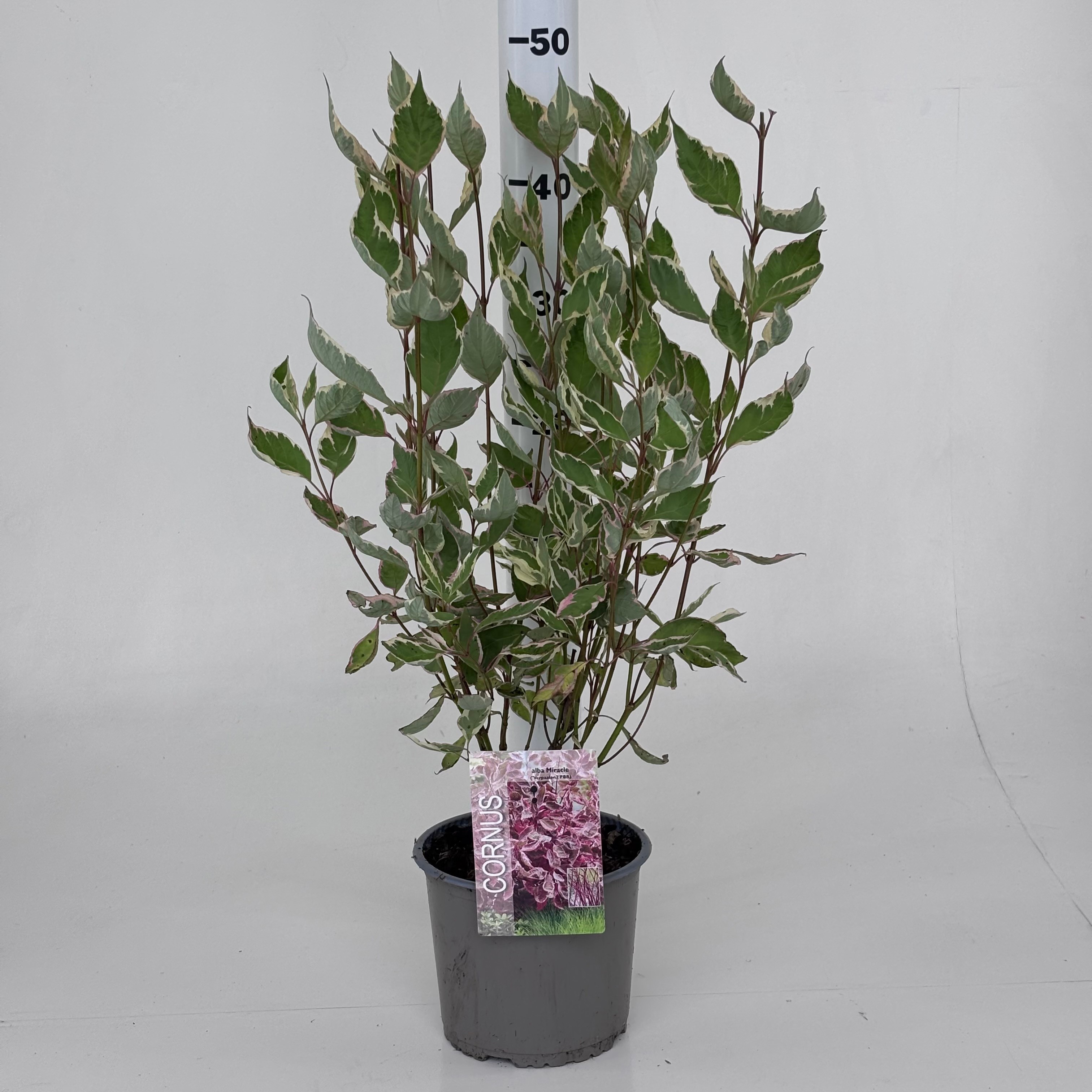 Cornus alba Miracle ('Verpaalen2') herfstblad