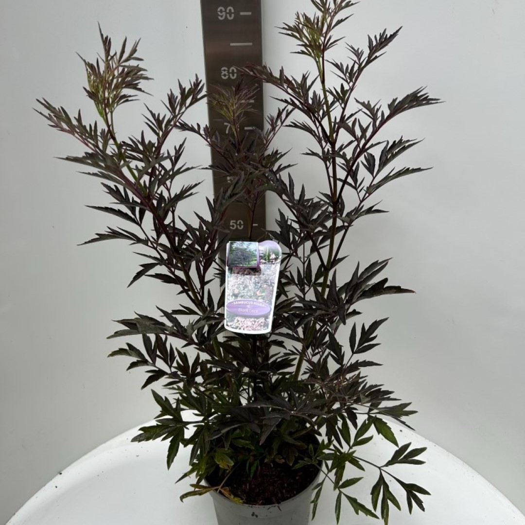 Picture of Sambucus nigra Black Lace P23 (5 Ltr)