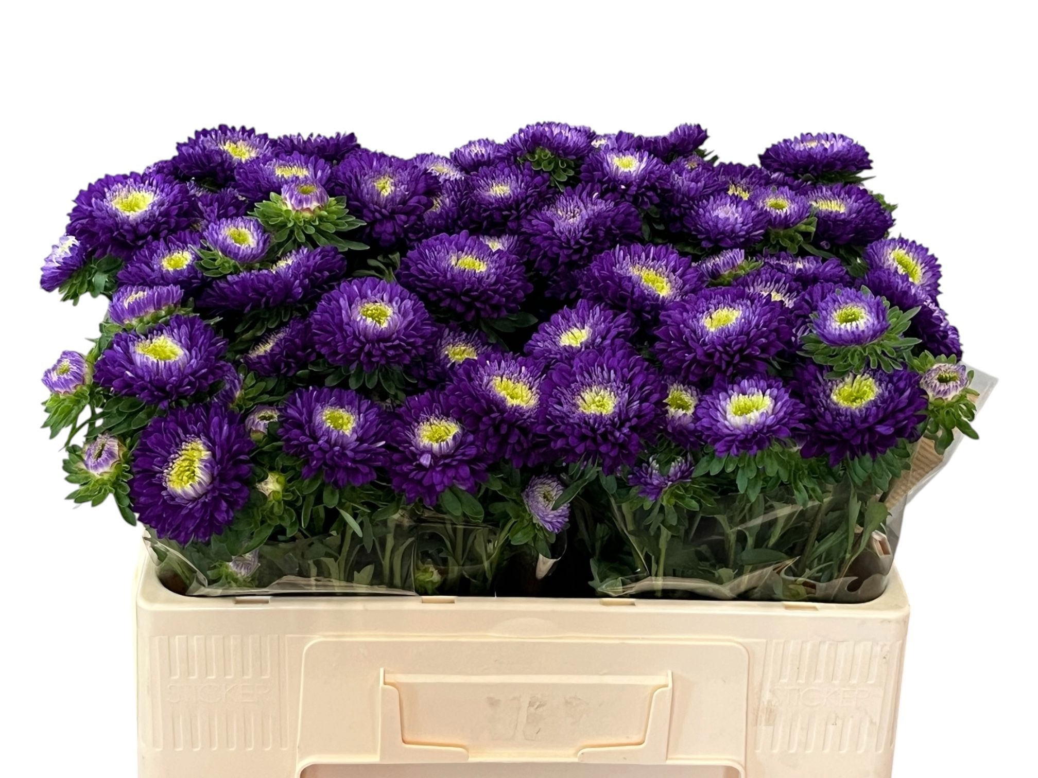 Callis Azumi Xl Blue 50cm