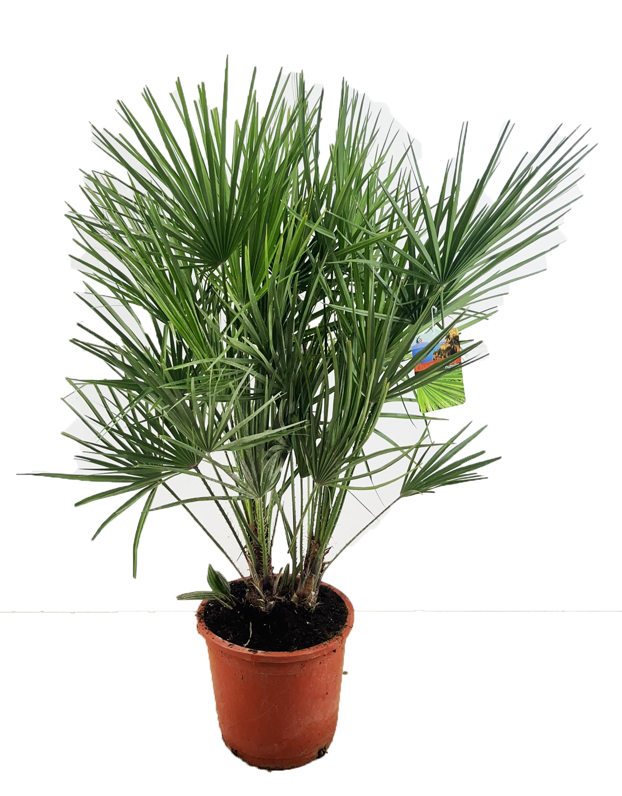 Picture of Chamaerops humilis P34-(18-LTR)