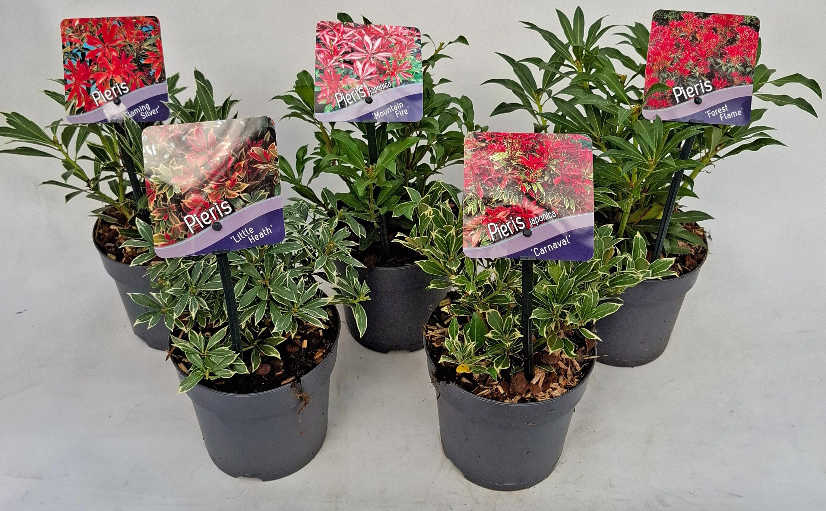 Picture of Pieris jap. Mix