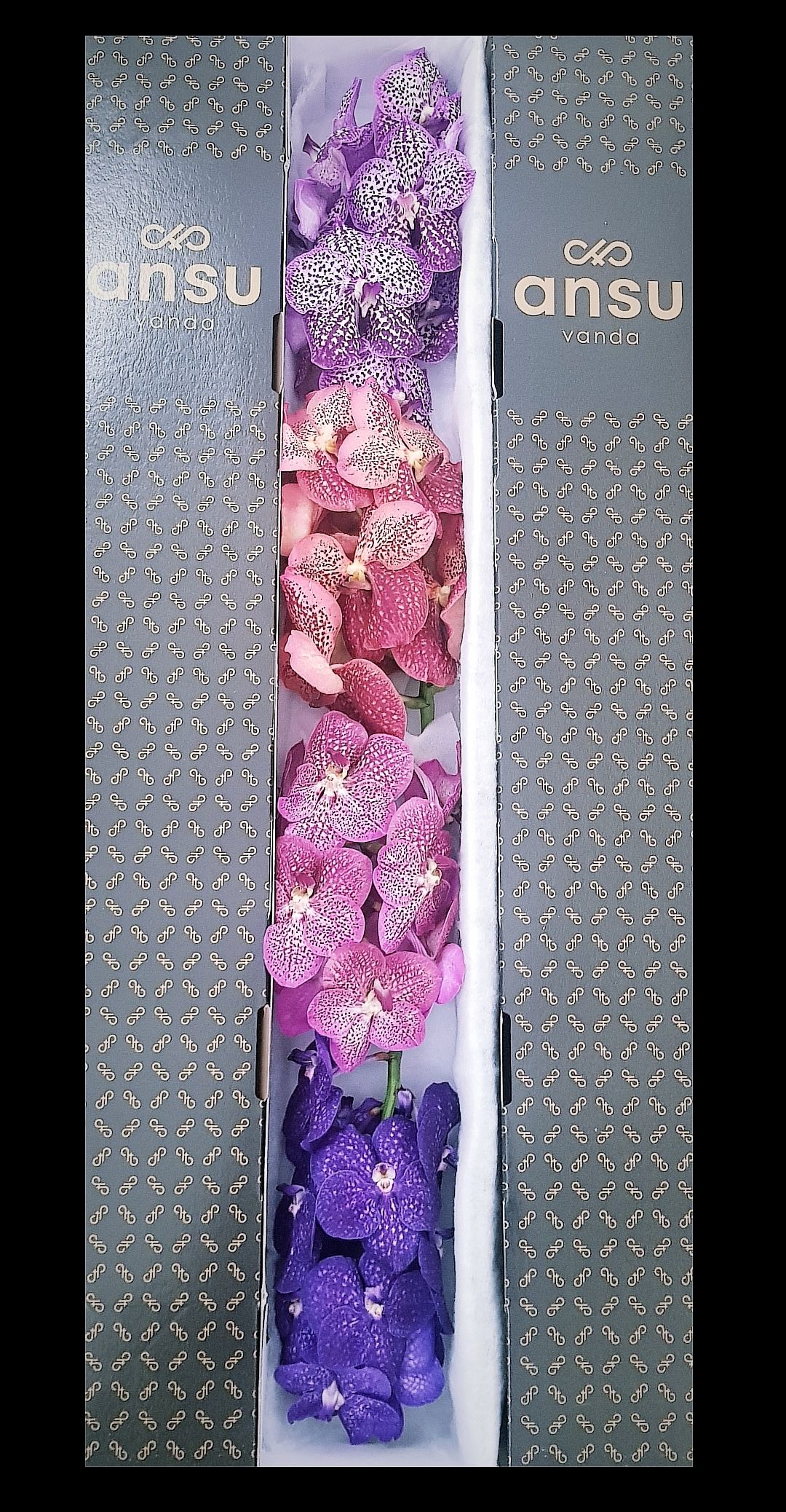 Vanda T Gemengd