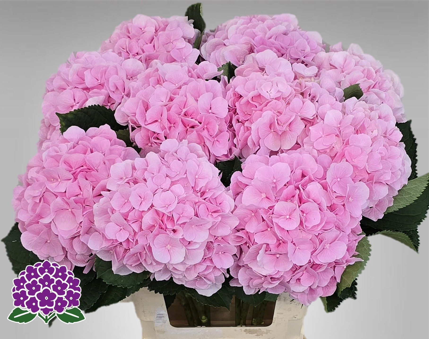 Hydrangea Verena Pink 60cm 21Ø