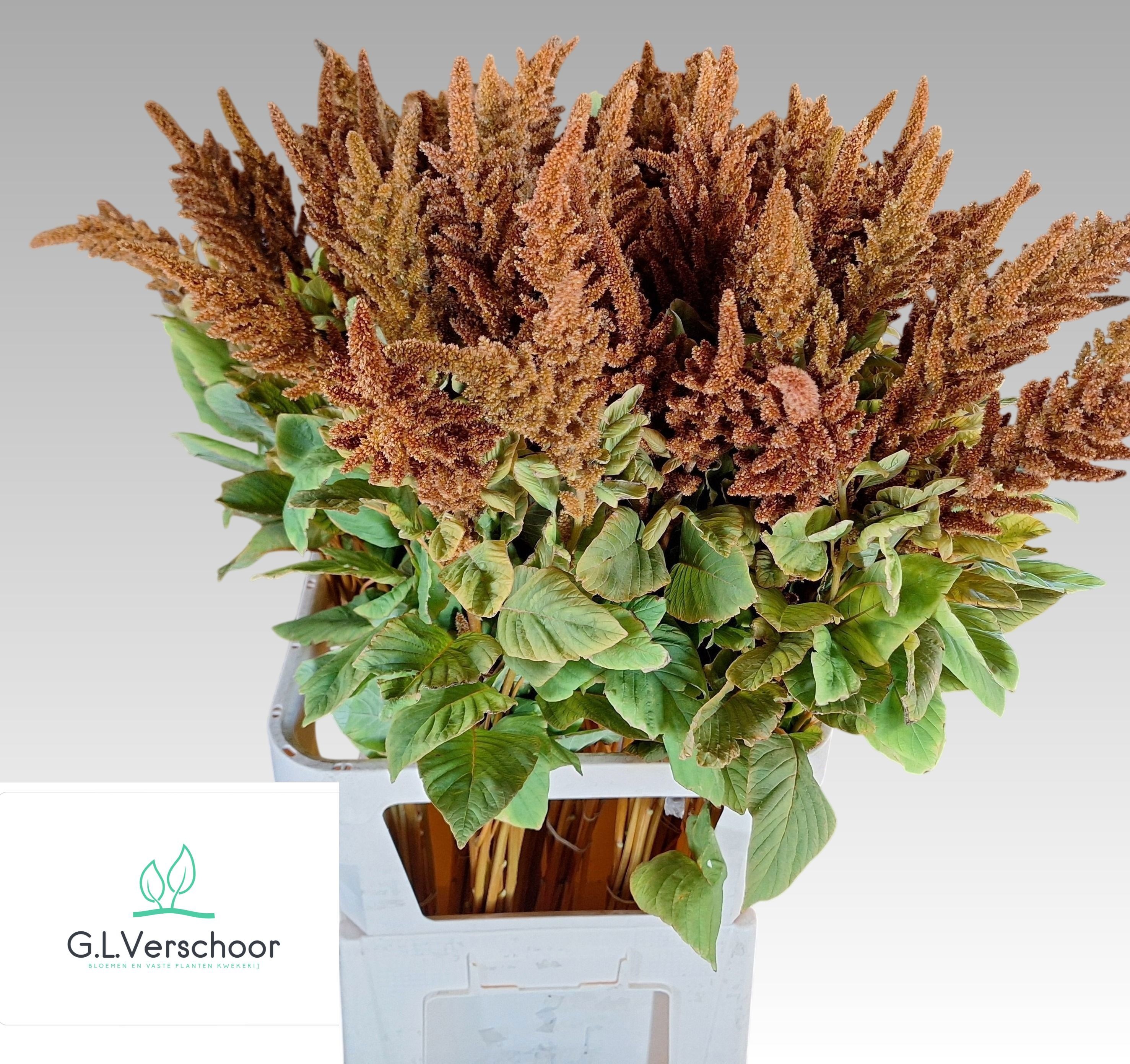 Amaranthus Hot Biscuits 100cm