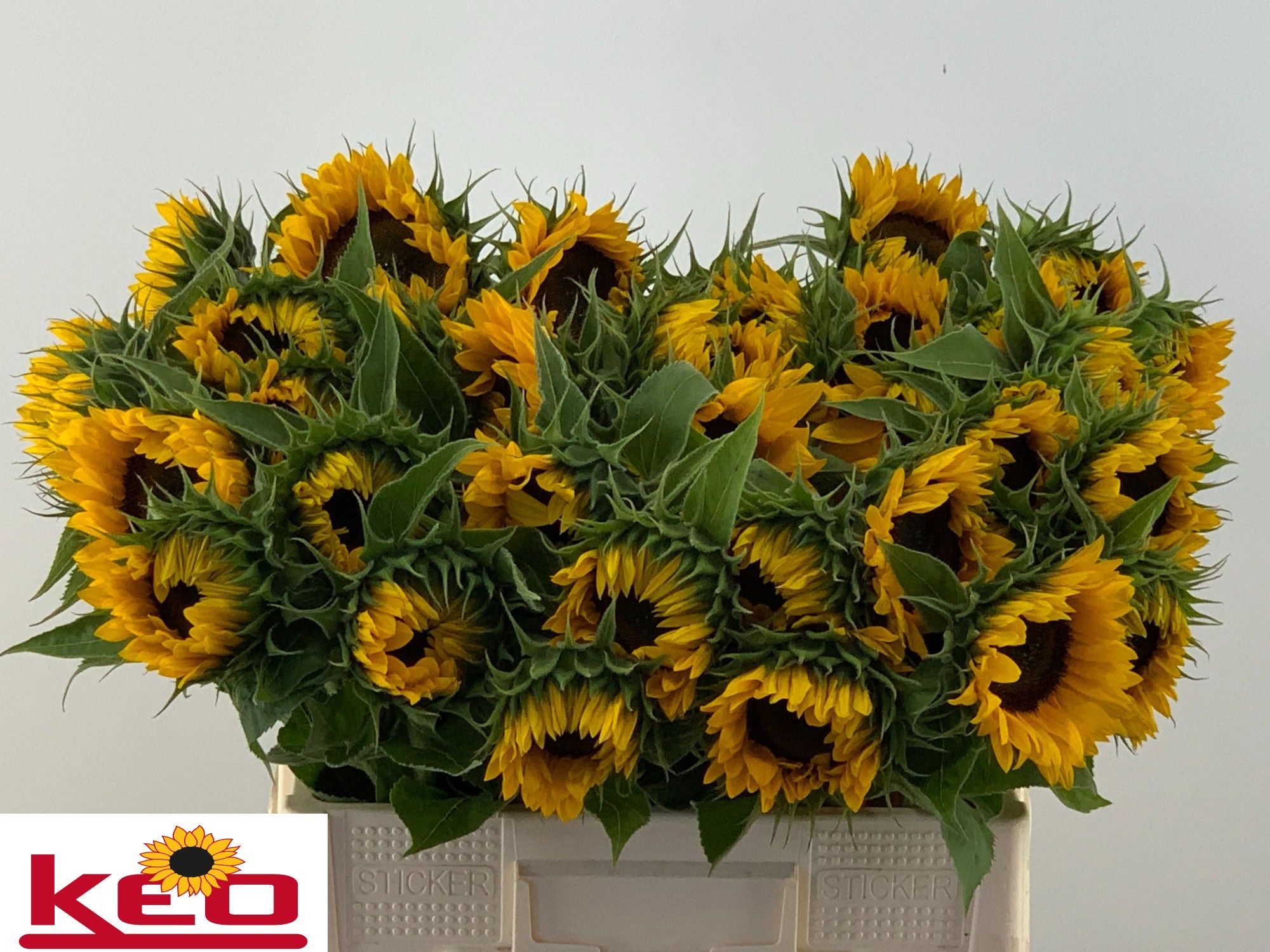 Helianthus Sunrich Or 60cm