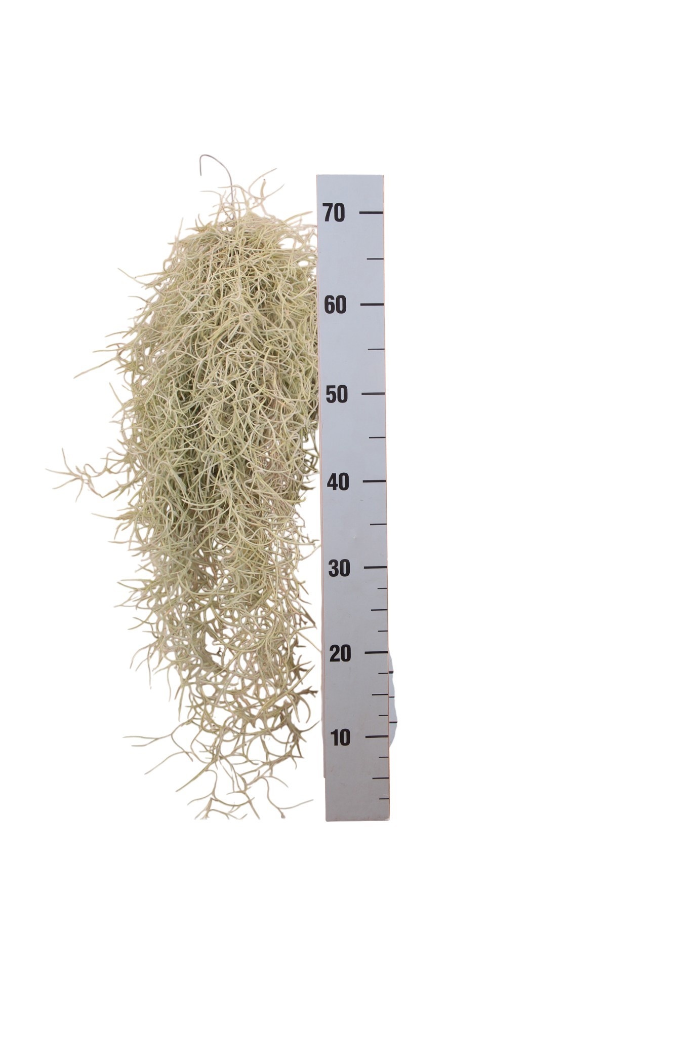 Till Usneoides