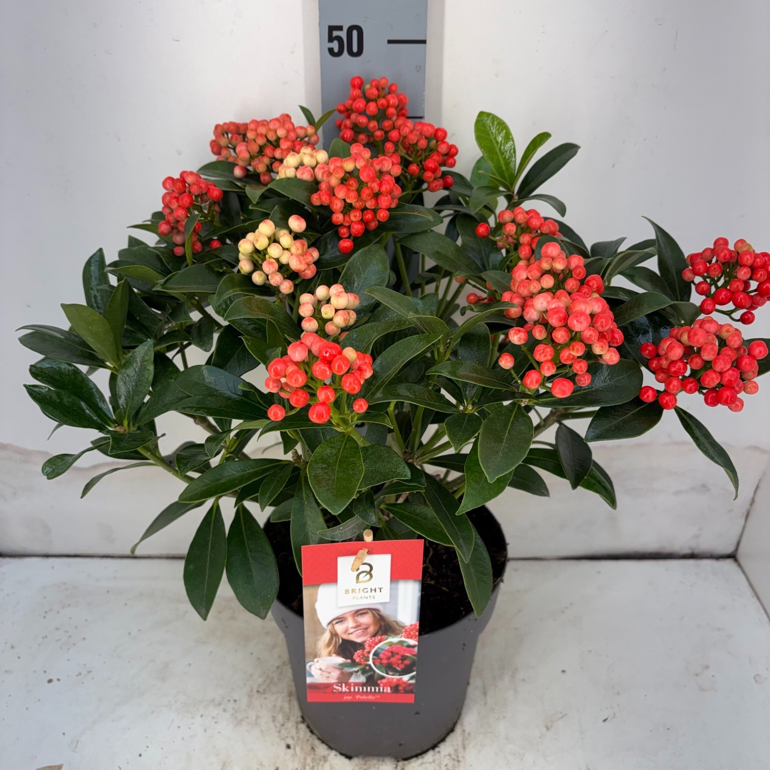 Skimmia Pabella tros