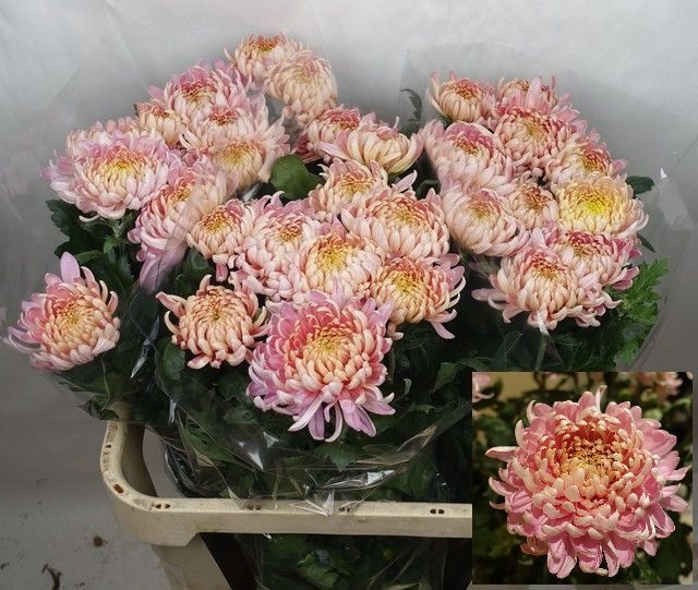 Chrysant Single Allouise 80cm 85gram