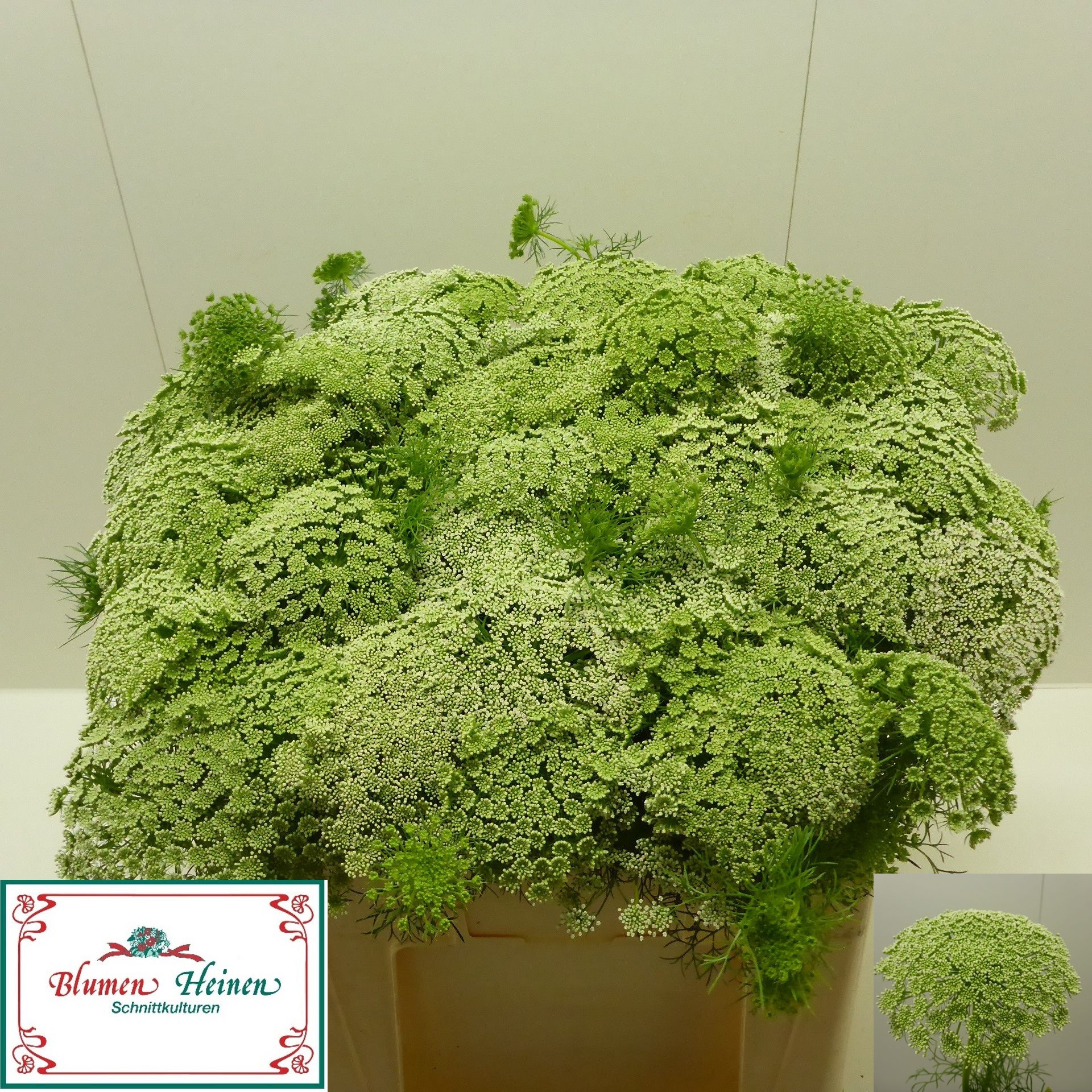 Ammi Visnaga 55L.cm