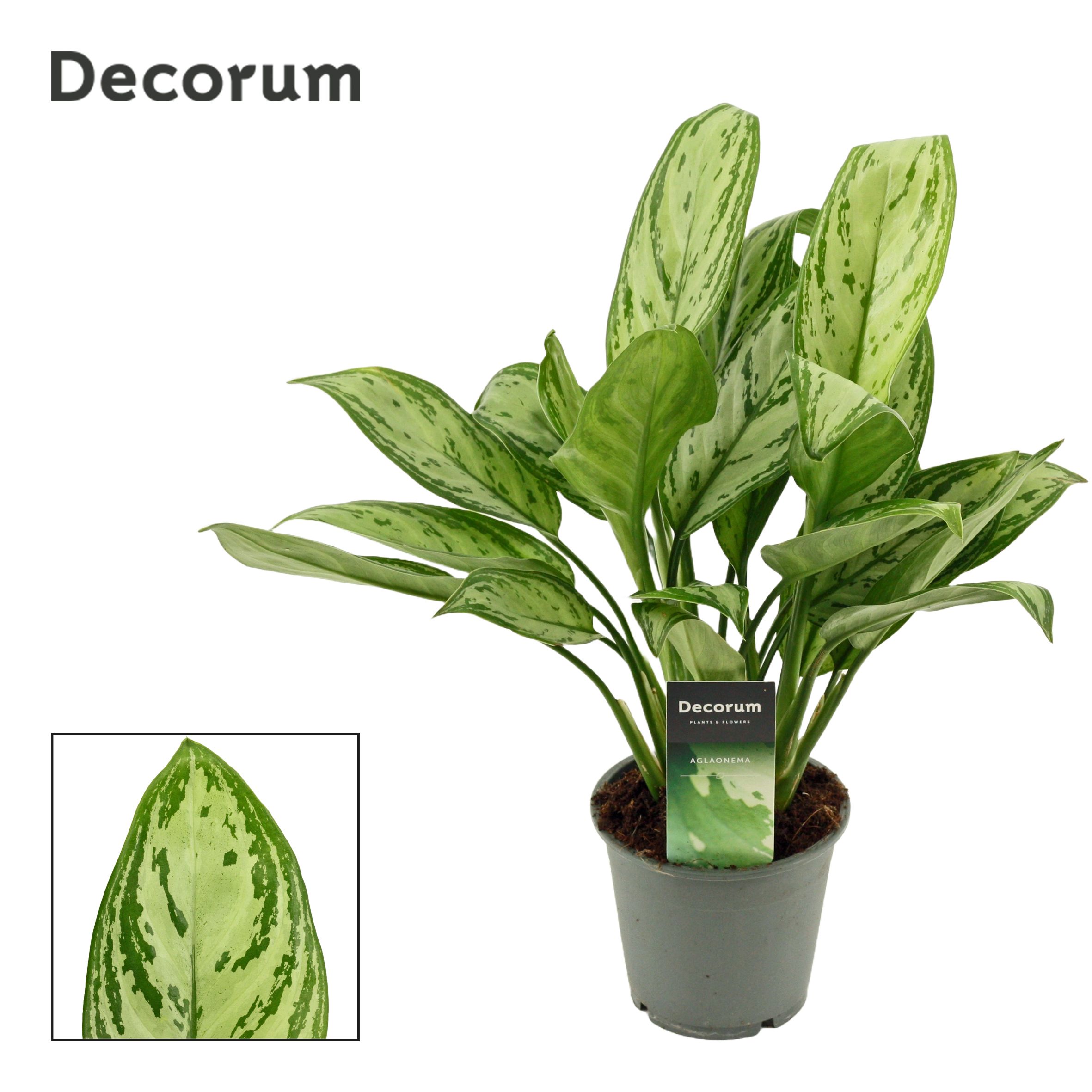 Aglaonema 'Maria Christina' decorum