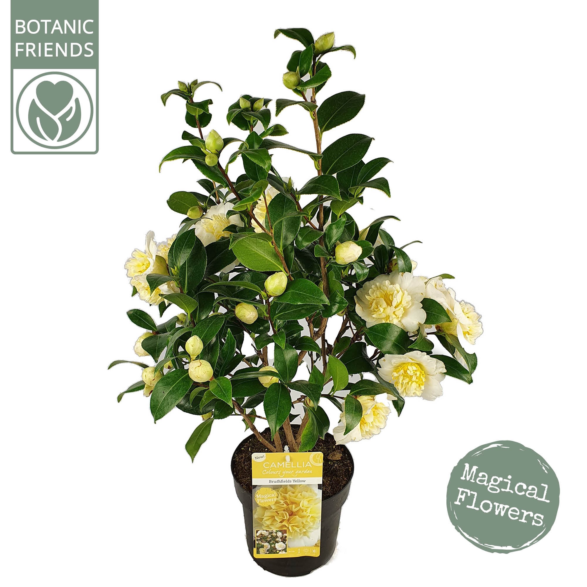 Picture of Camellia wil. 'Jury's Yellow' Premium