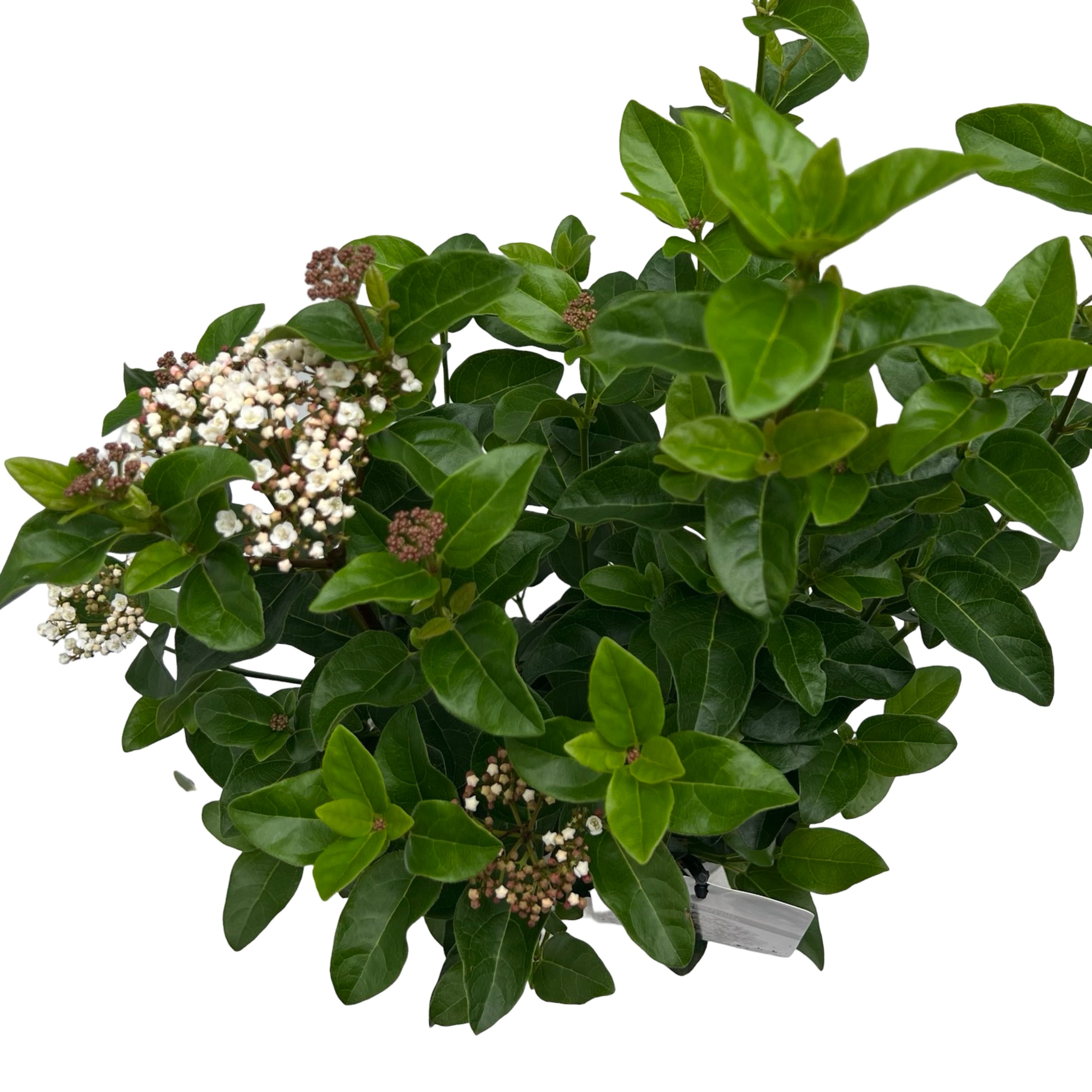 Picture of Viburnum tinus Lisa Rose sense P17 (2 Ltr)