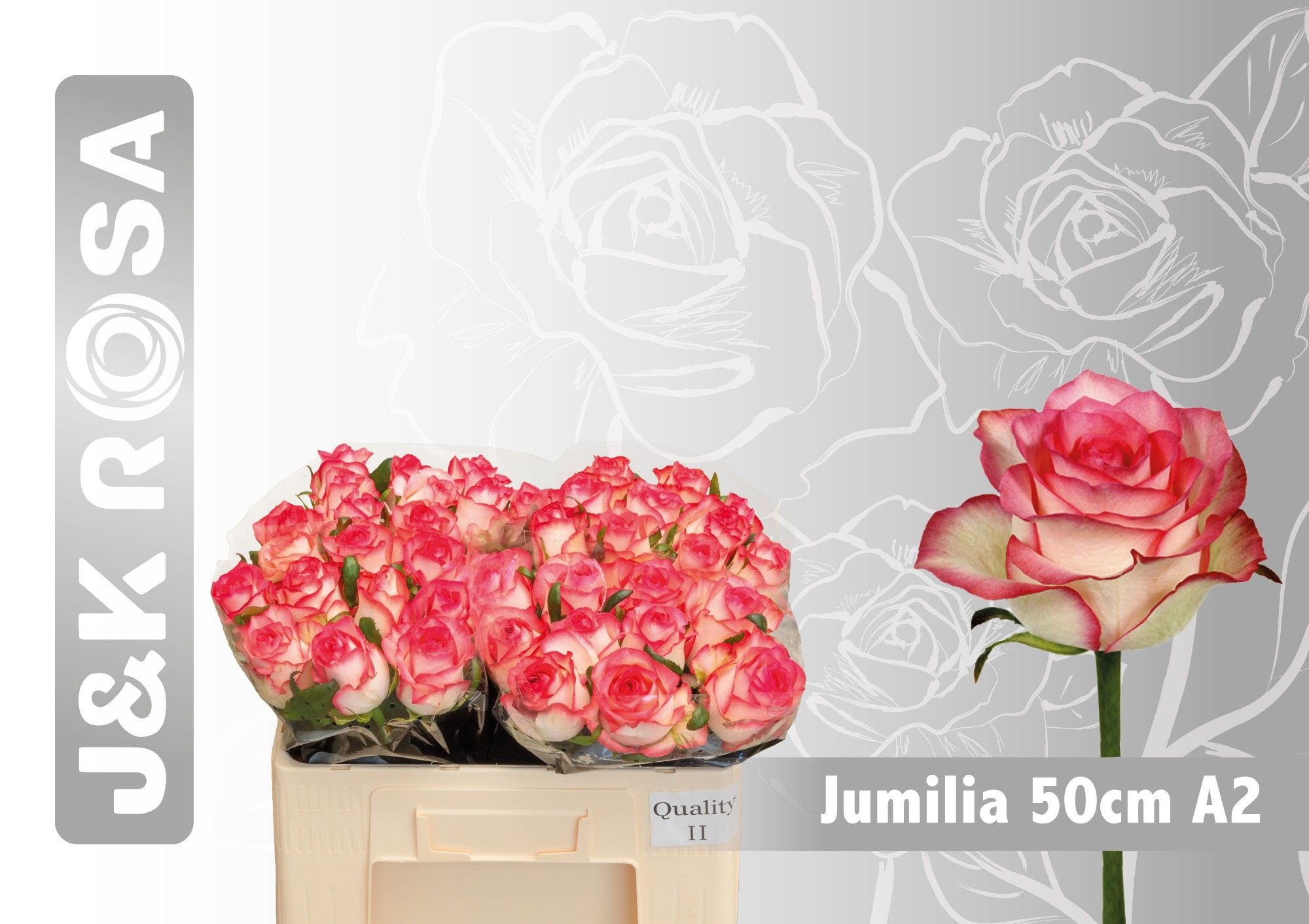 Rosa Jumilia 50cm