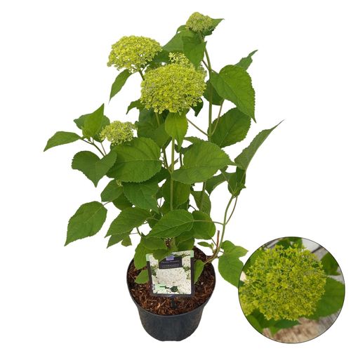 Hydrangea arb. Annabelle P23 vd Peijl