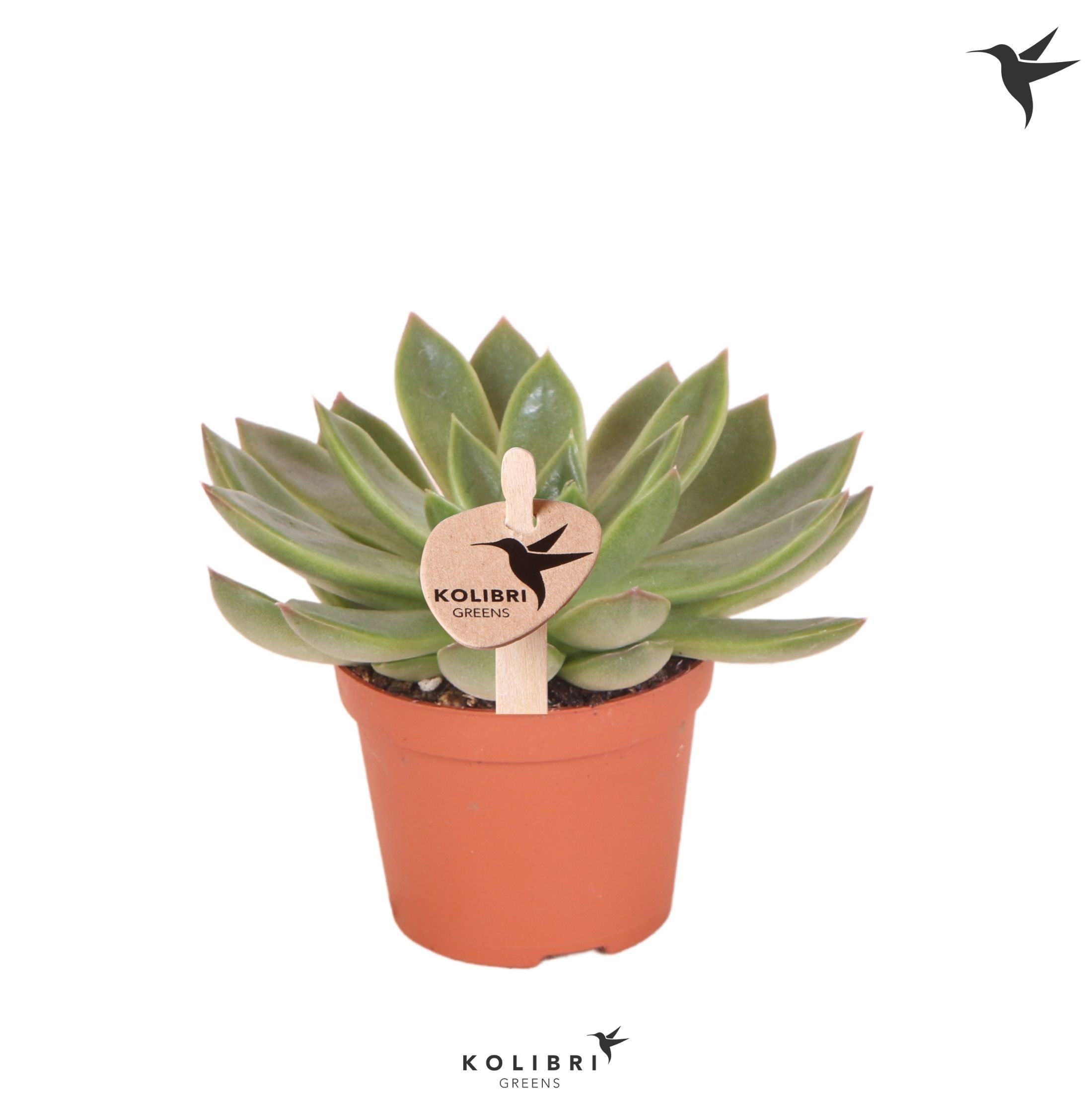 Echeveria Kolibri Greens Succulenten Echeveria Albali