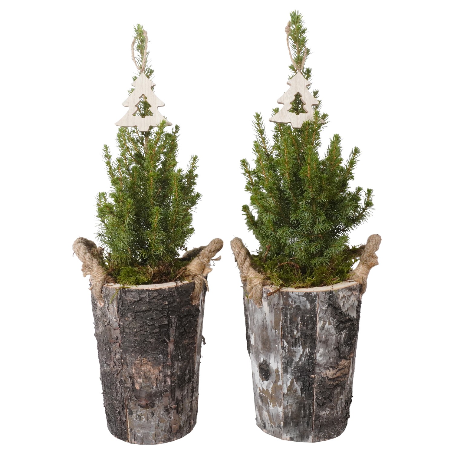 Picture of PTK24449 Picea Conica Perfecta in wooden pot decoration P13 55CM