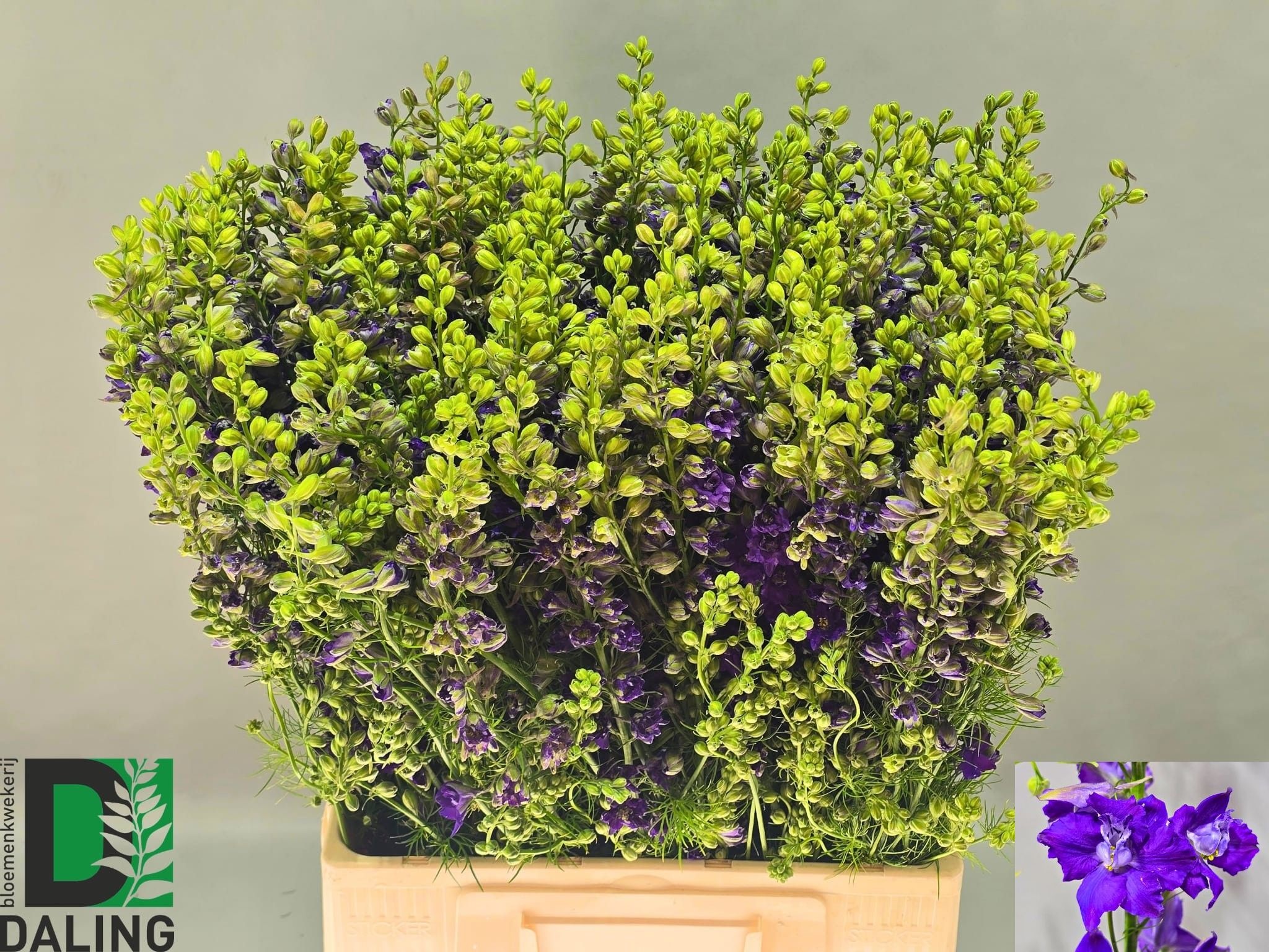 Consolida Dark Blue (LARKSPUR) 70cm
