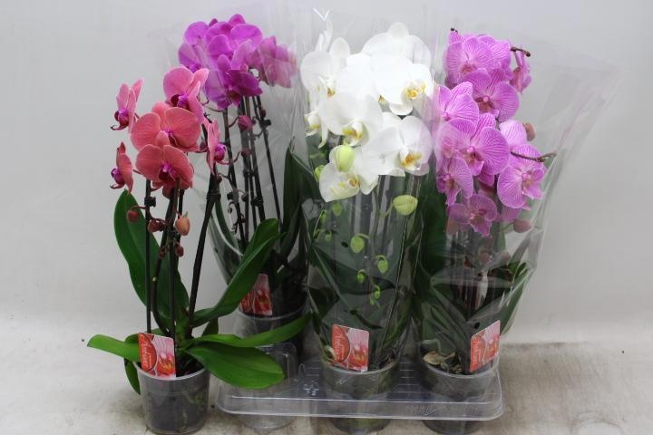 Phal El Cascade 12P 45H 2TAK 16bloem 23bloei