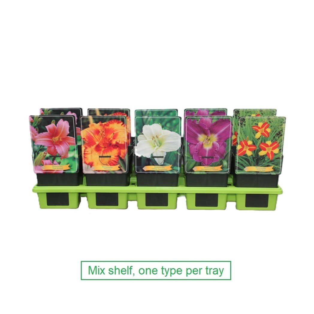 Picture of Hemerocallis Mix 6x10 srt. per shelve P11