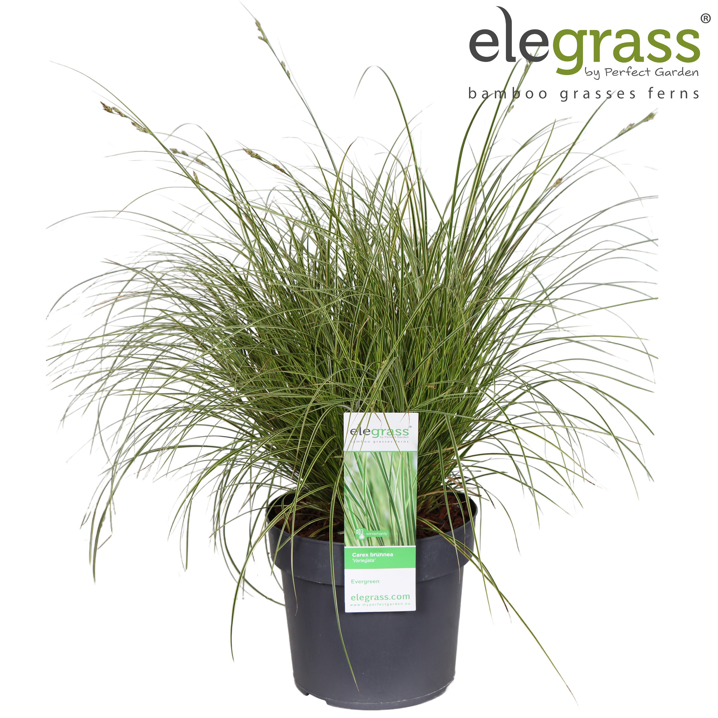 Picture of Carex brunnea 'Variegata' P19