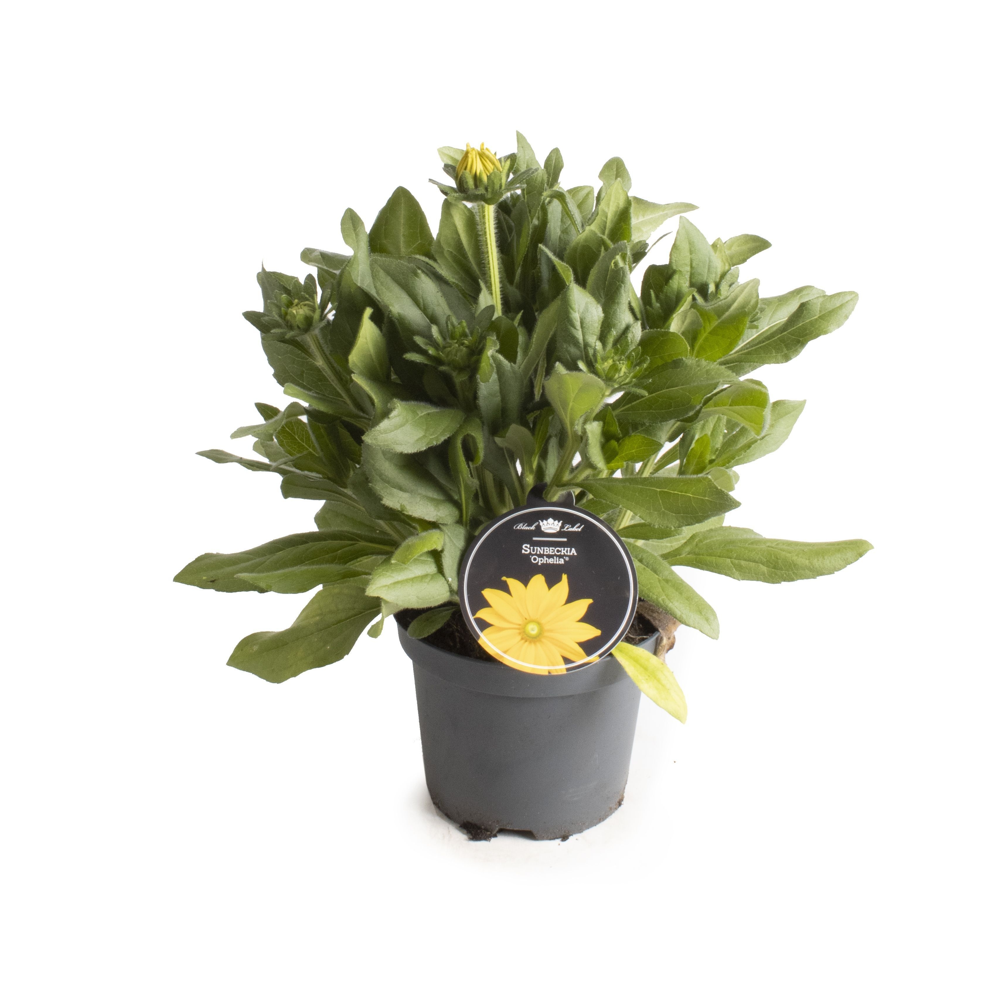 Picture of Sunbeckia Ophelia