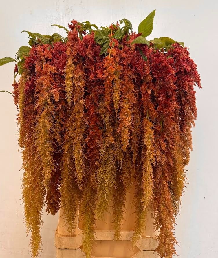 Amaranthus Hang Brown Spider 80cm