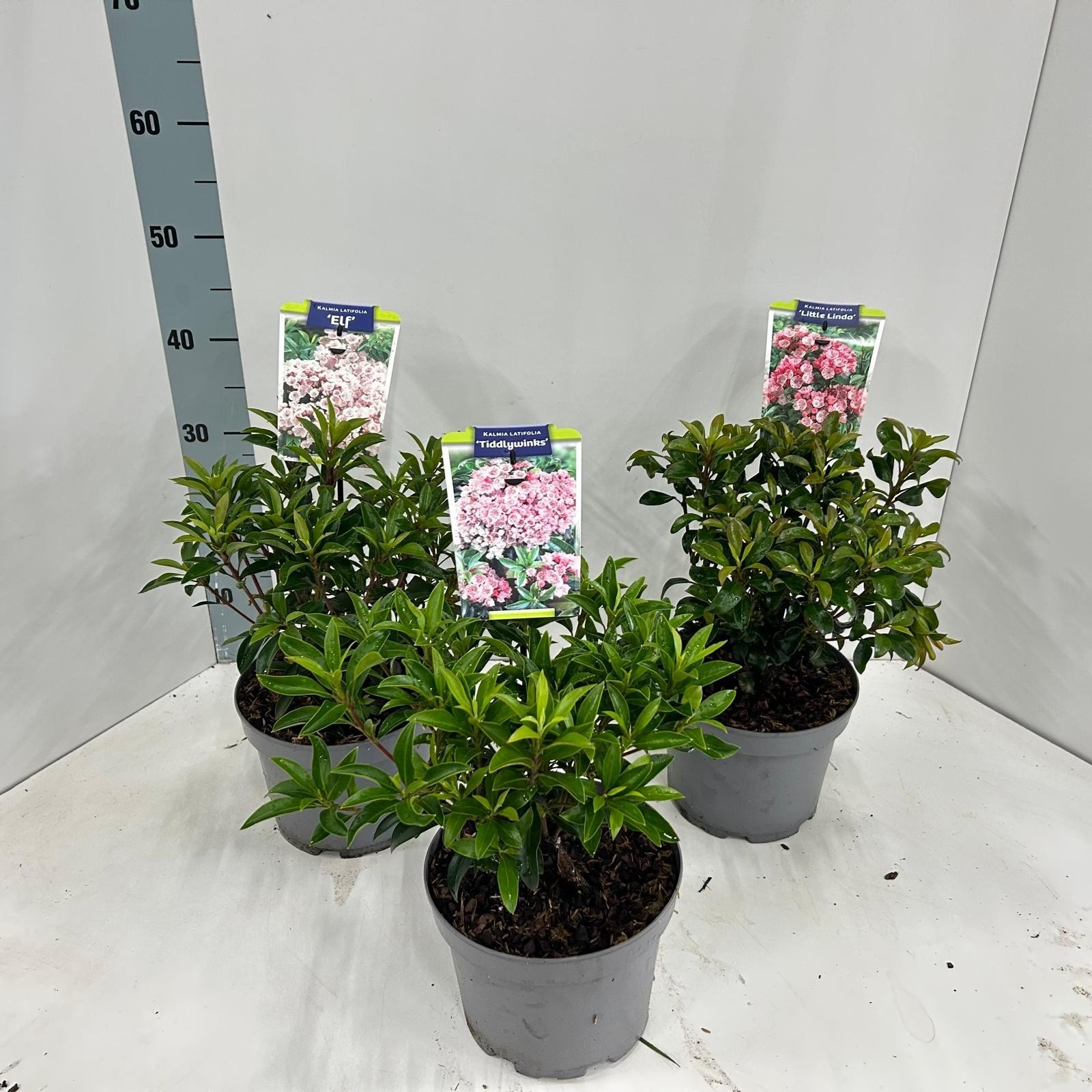 Picture of Kalmia latifolia mix (minimum order one layer)