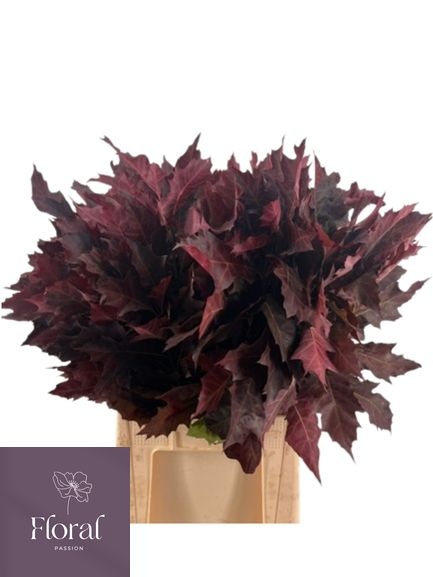 Quercus Rubra Ptd 80cm