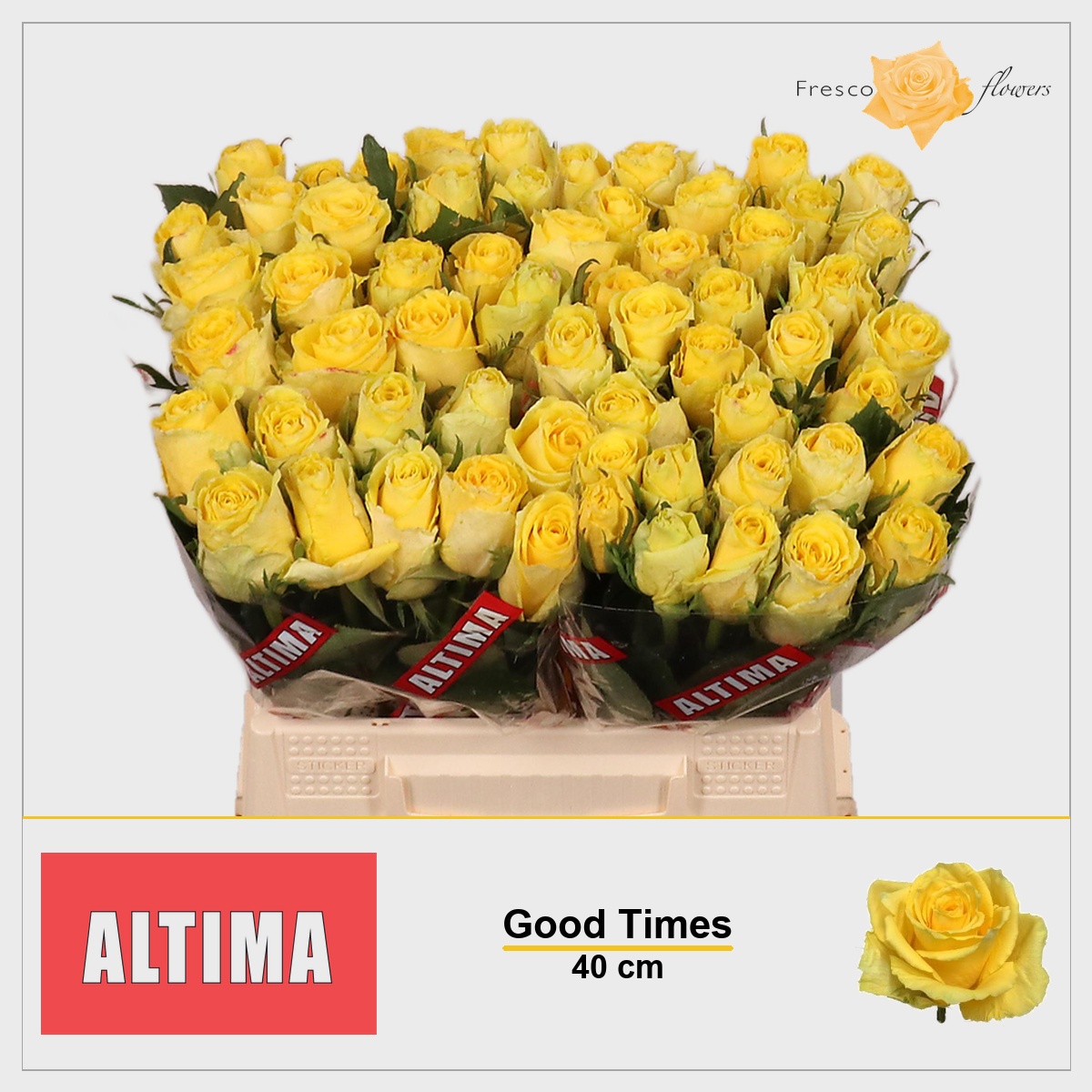 Rosa Good Times 40cm