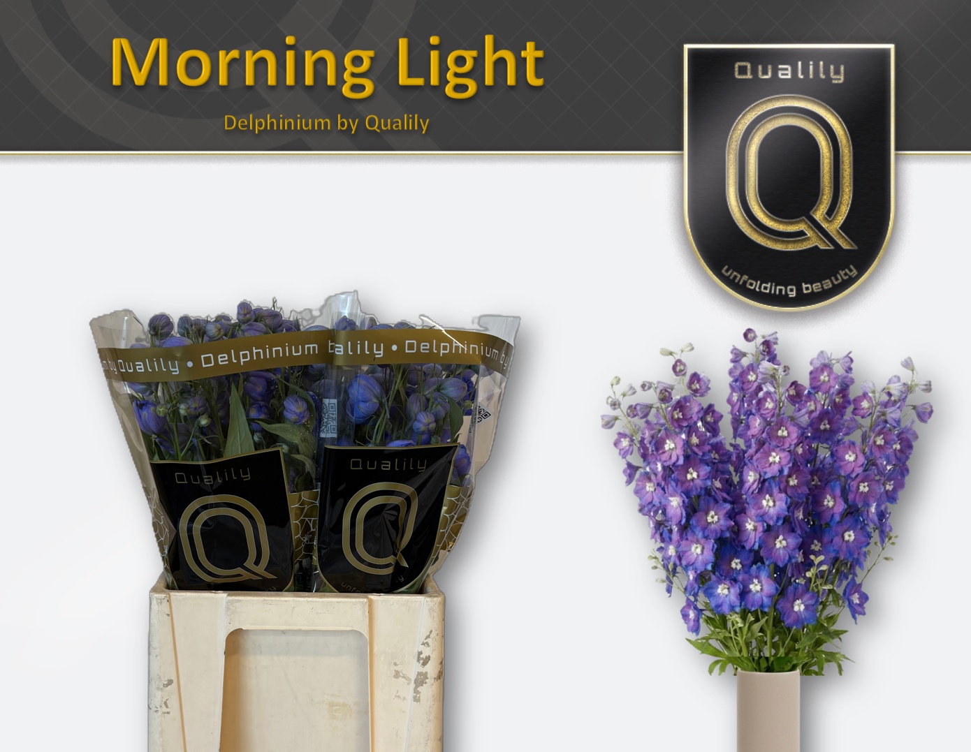 Delph Du Delp Mornin 60L.cm 23bloei