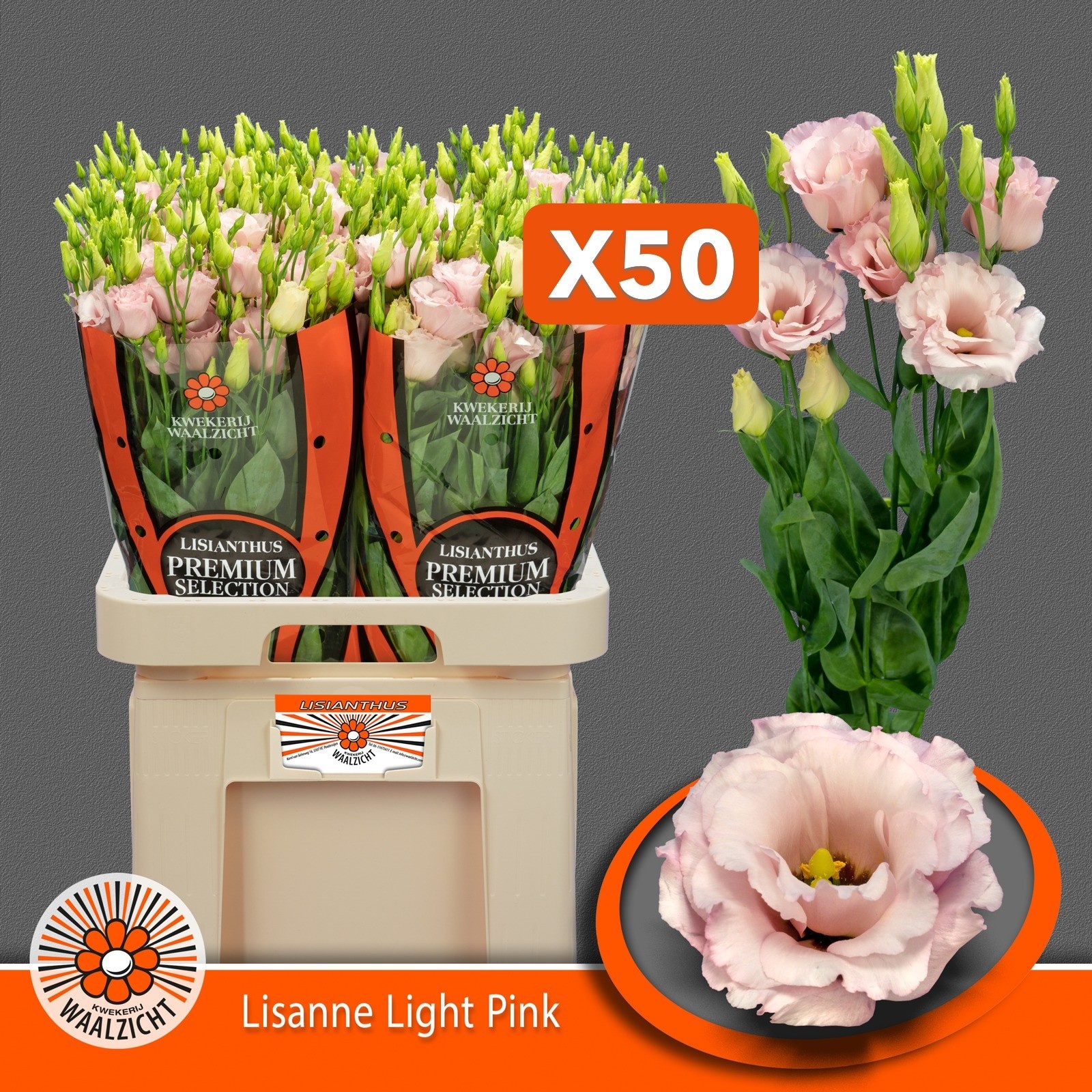 Lisianthus Double Lisanne Light Pink 70cm
