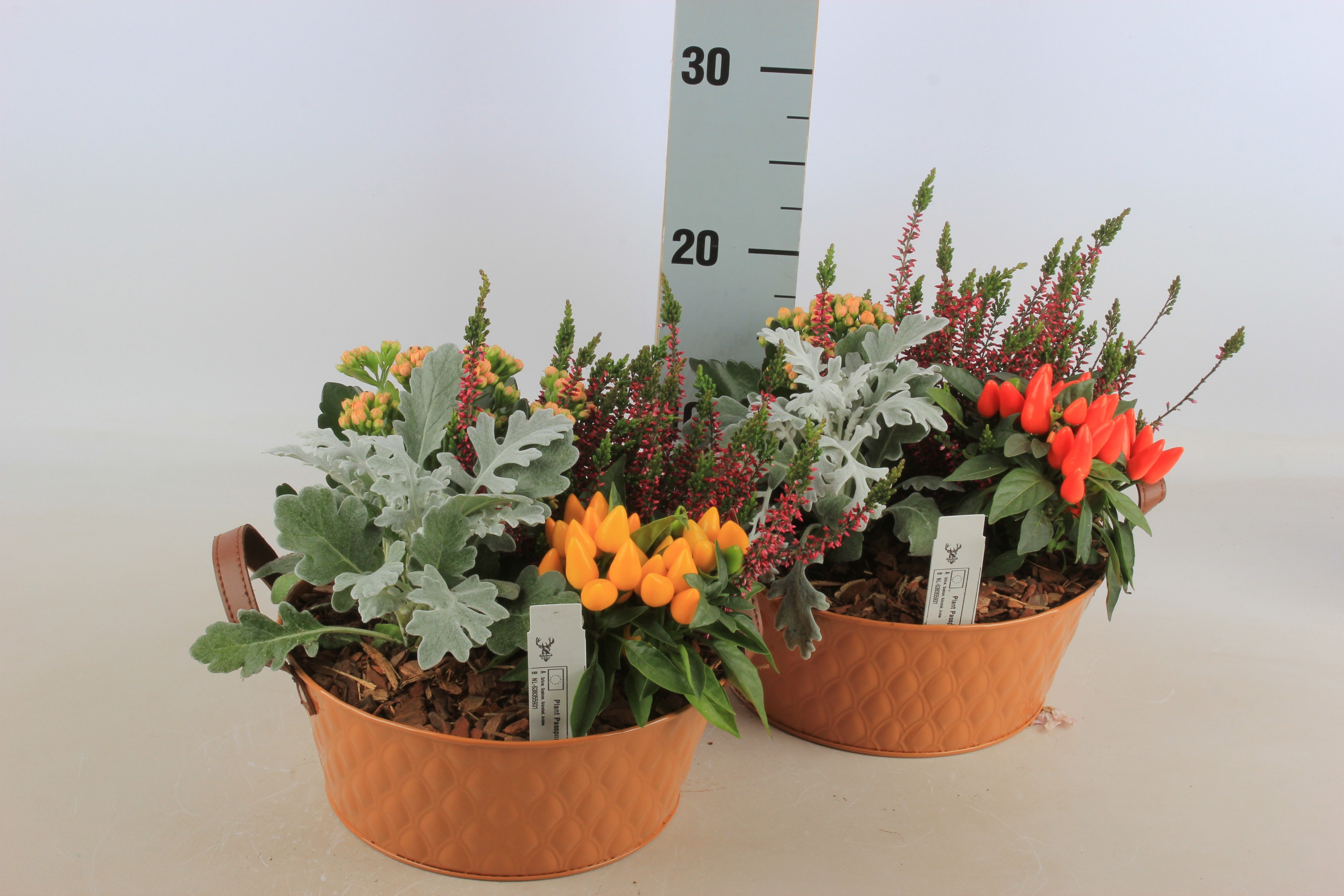 Arr Tuinplanten 23P 20cm 12bloei