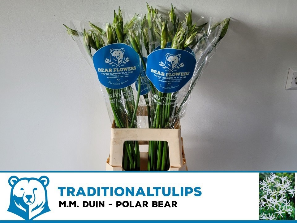 Ne Bo Polar Bear 70cm
