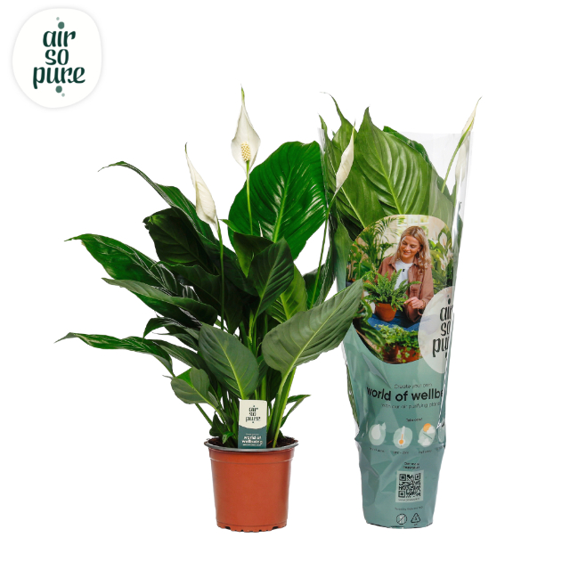 Picture of Spathiphyllum Sweet Silvio Air So Pure P14 60CM