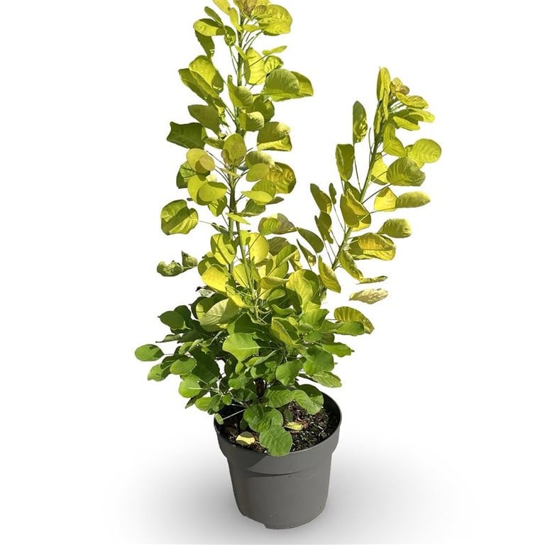 Coti Co Golden Spiri