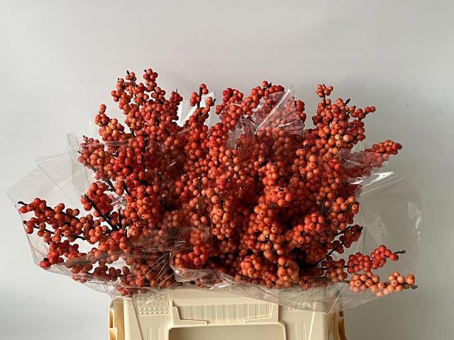 Ilex Mag Daydream 40cm
