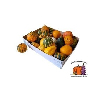 Cucurbita Pepo Mixed