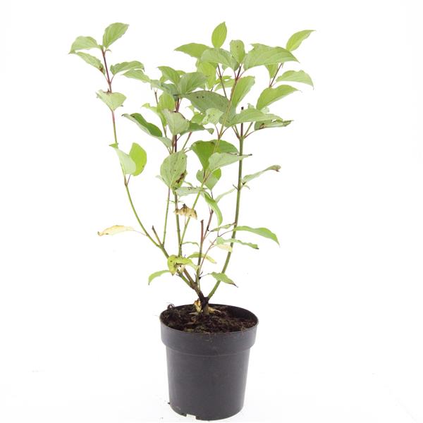 Picture of Cornus alba Sibirica P17 (2 Ltr) (LOOSE)