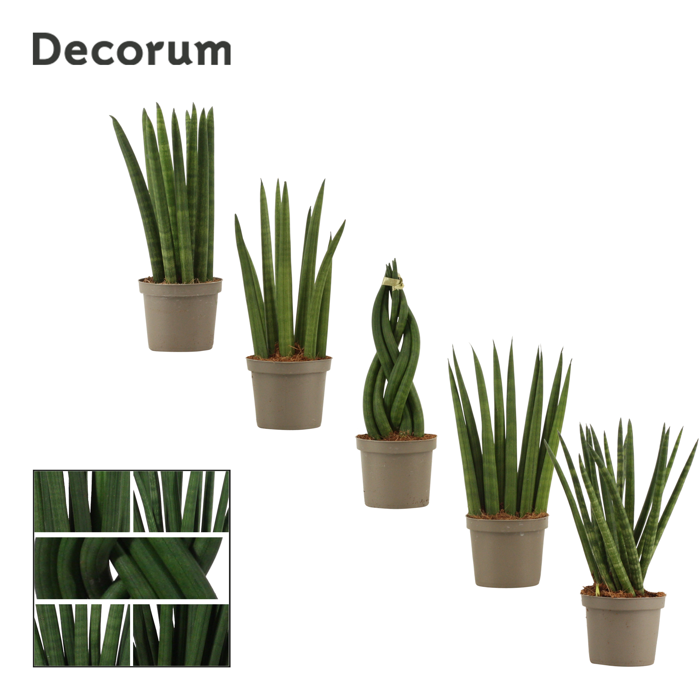 Picture of Sansevieria Cylindrica 9 cm mix (Decorum) P9 25CM