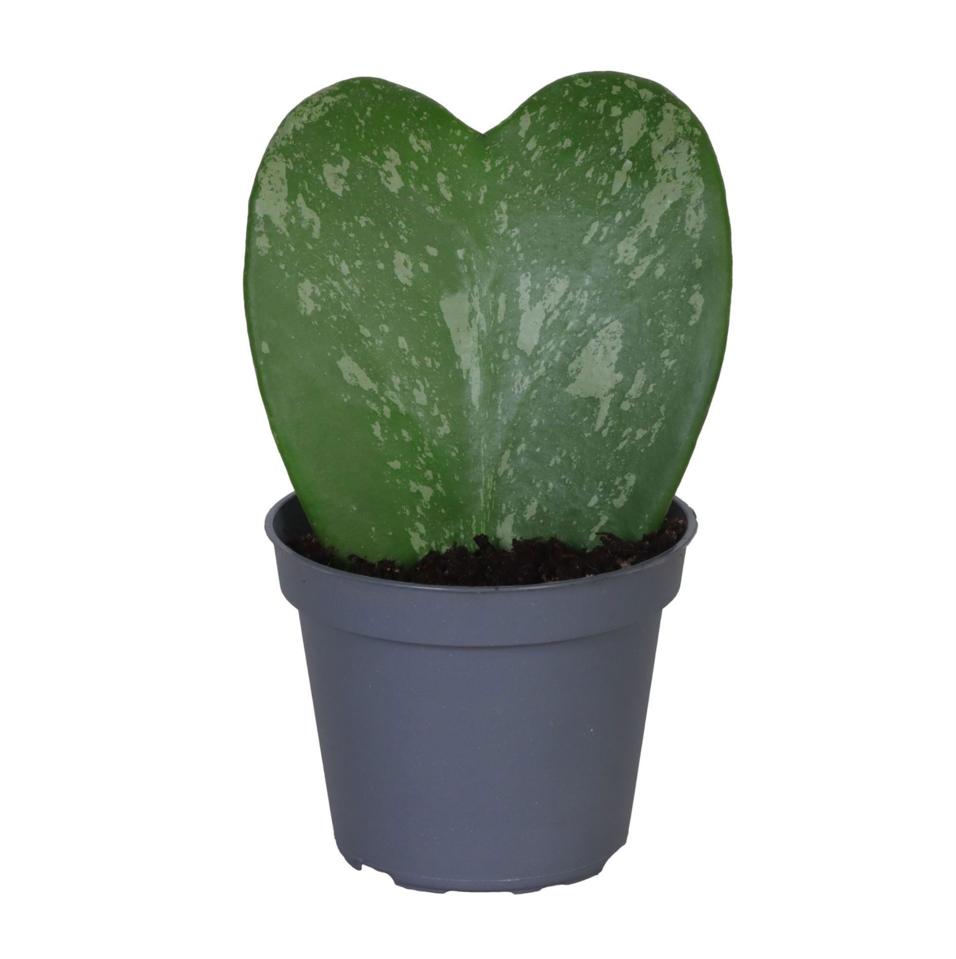 Hoya Kerrii Splash