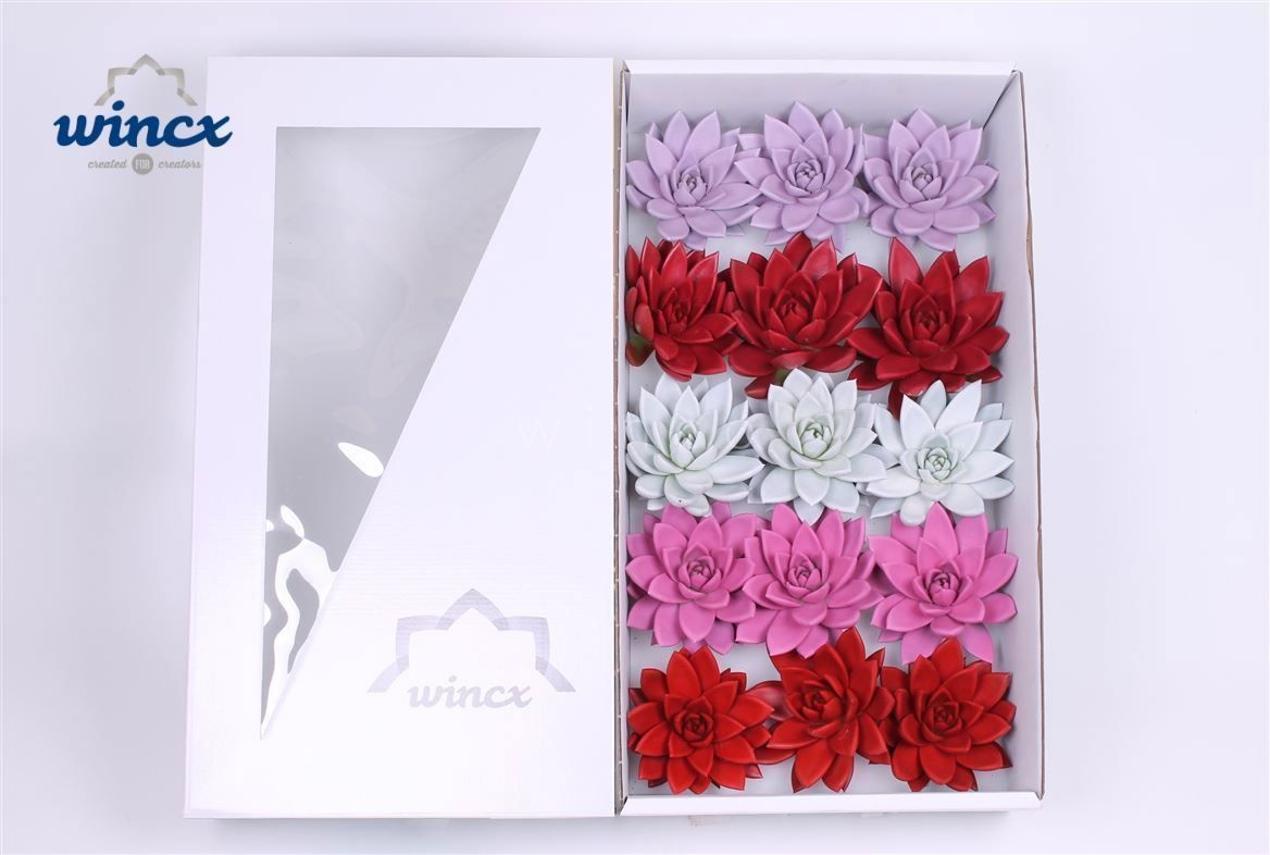 Echeveria Paint Love Mix (wincx) Cutfl
