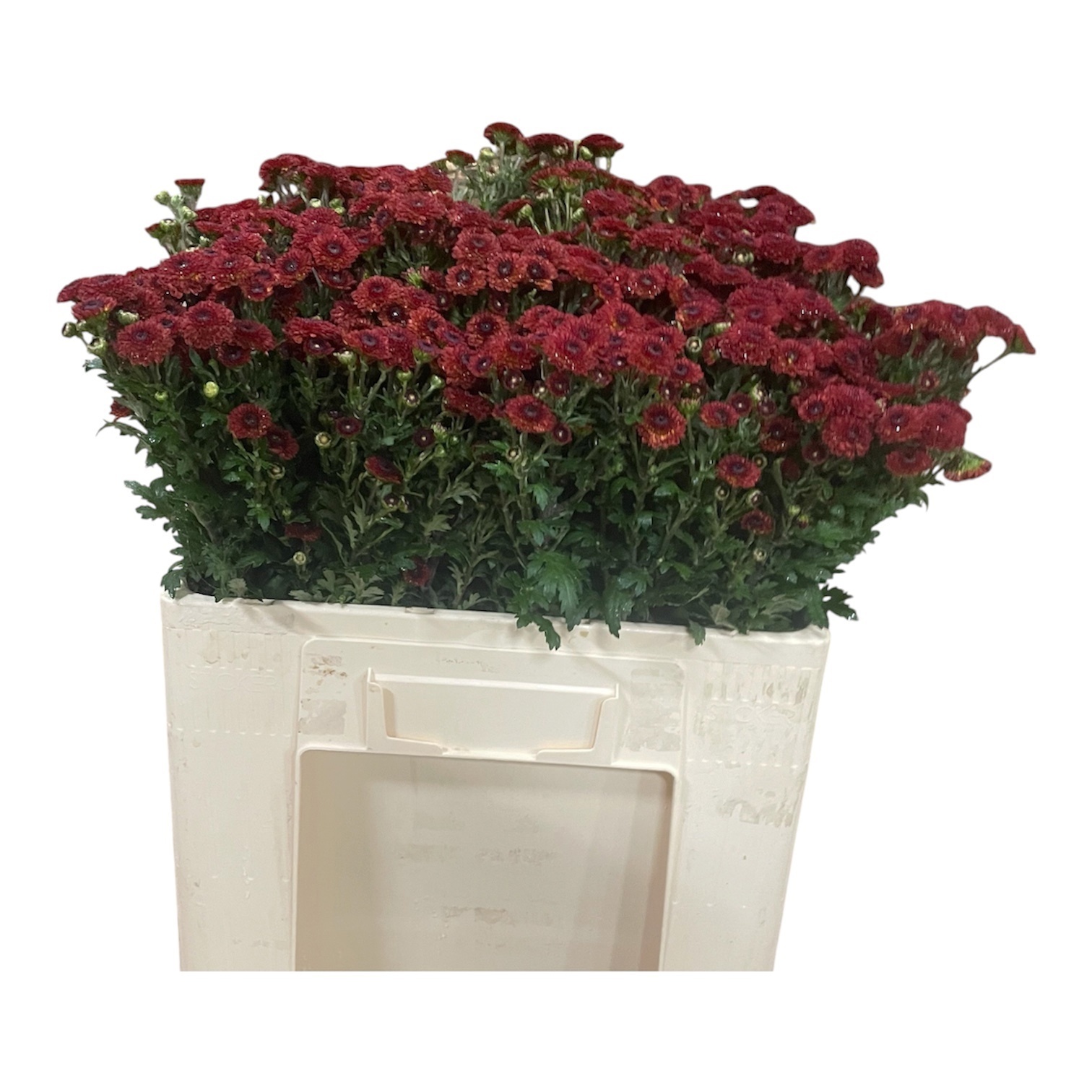 Chrys Spray Novelty Mix 50cm 45gram