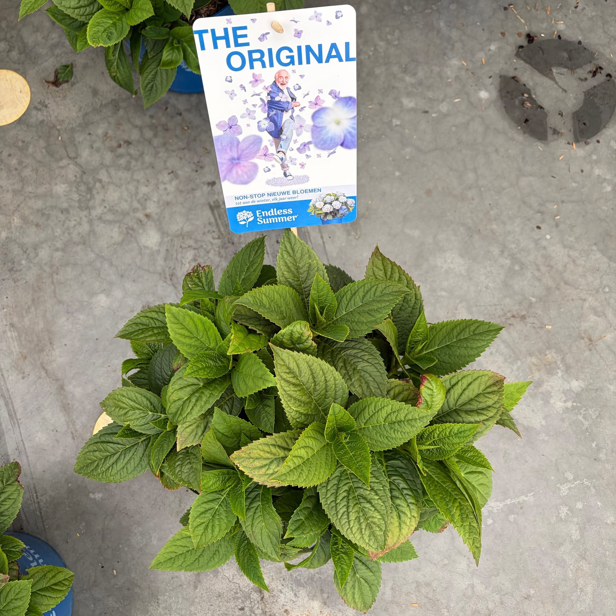 Hydrangea macrophylla Endless Summer The Original Blue