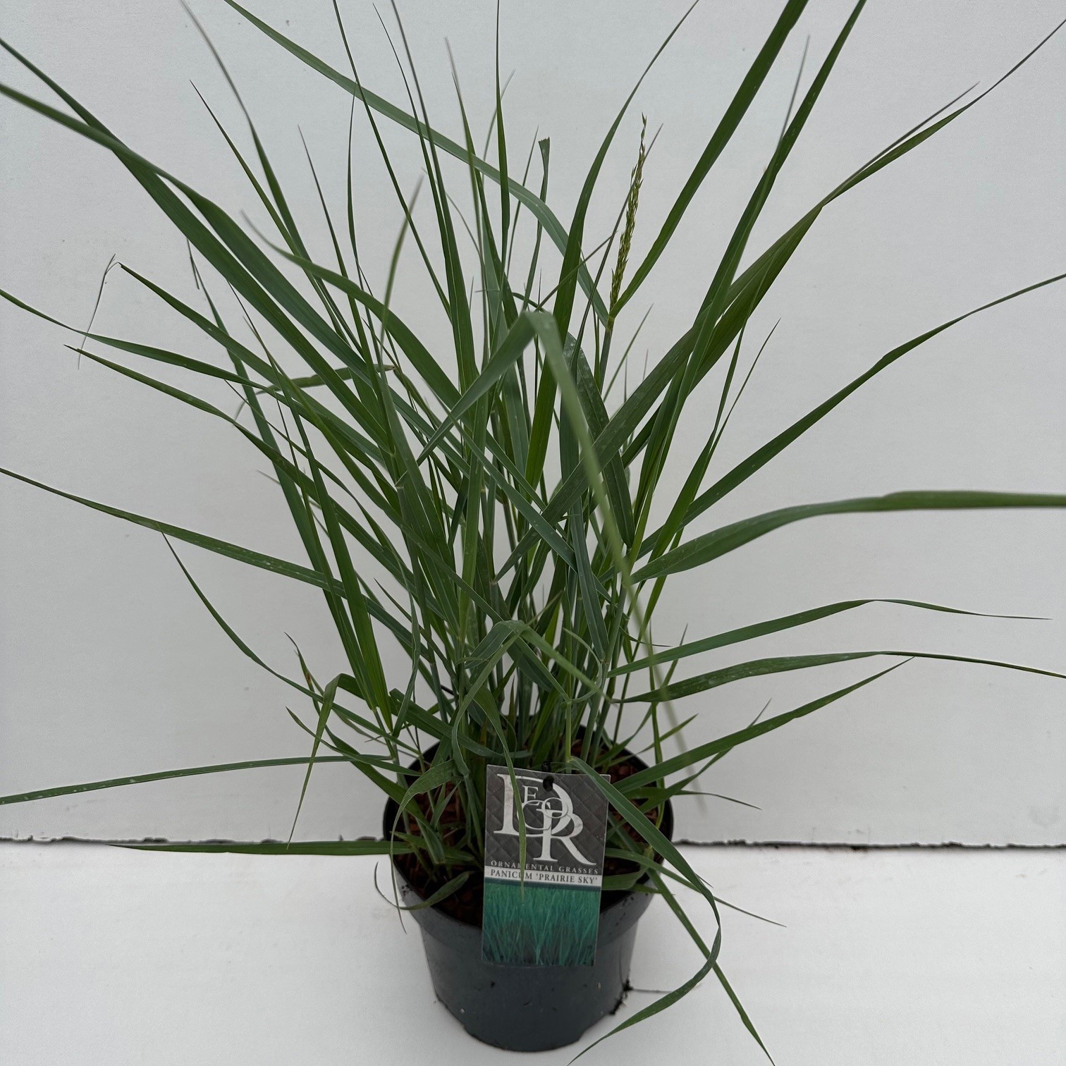 Panicum 'Prairy Sky'