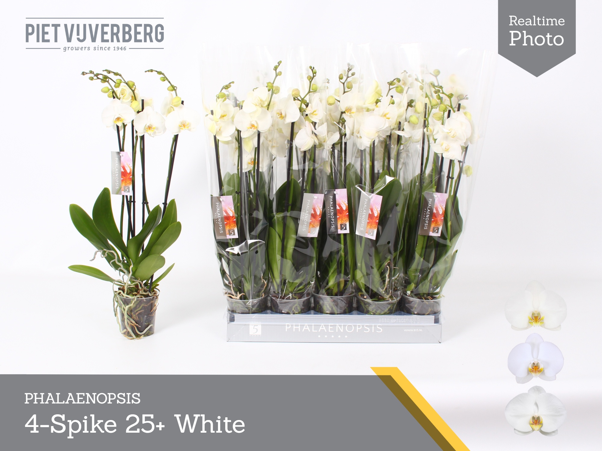 Phalaenopsis White 2 Stem 12Ø 60cm